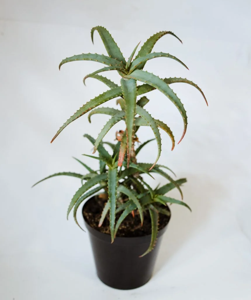 aloe vera bleach skin Roxie Bleach with Aloe Vera