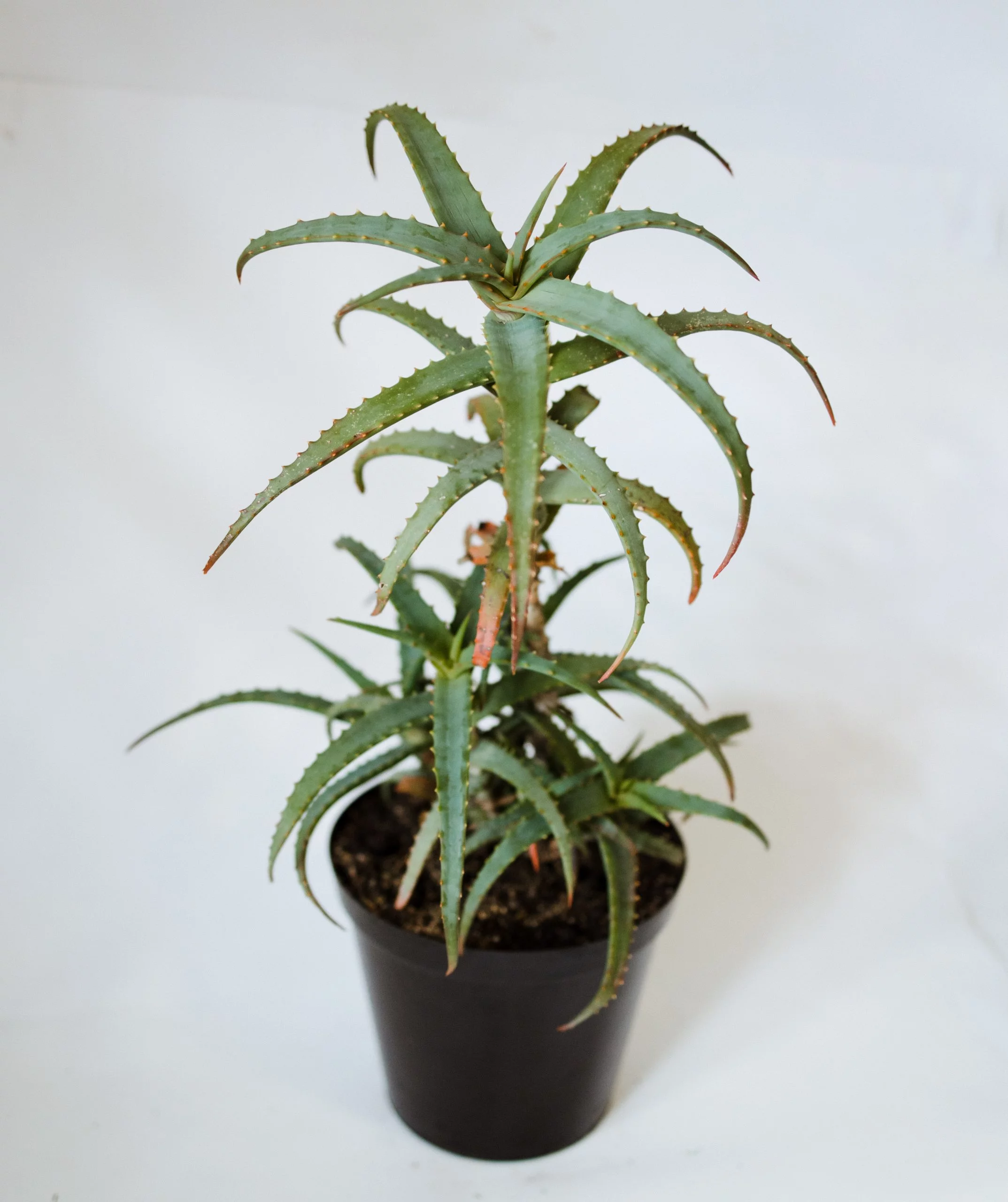 <em>Aloe arborescens</em> - Plant
