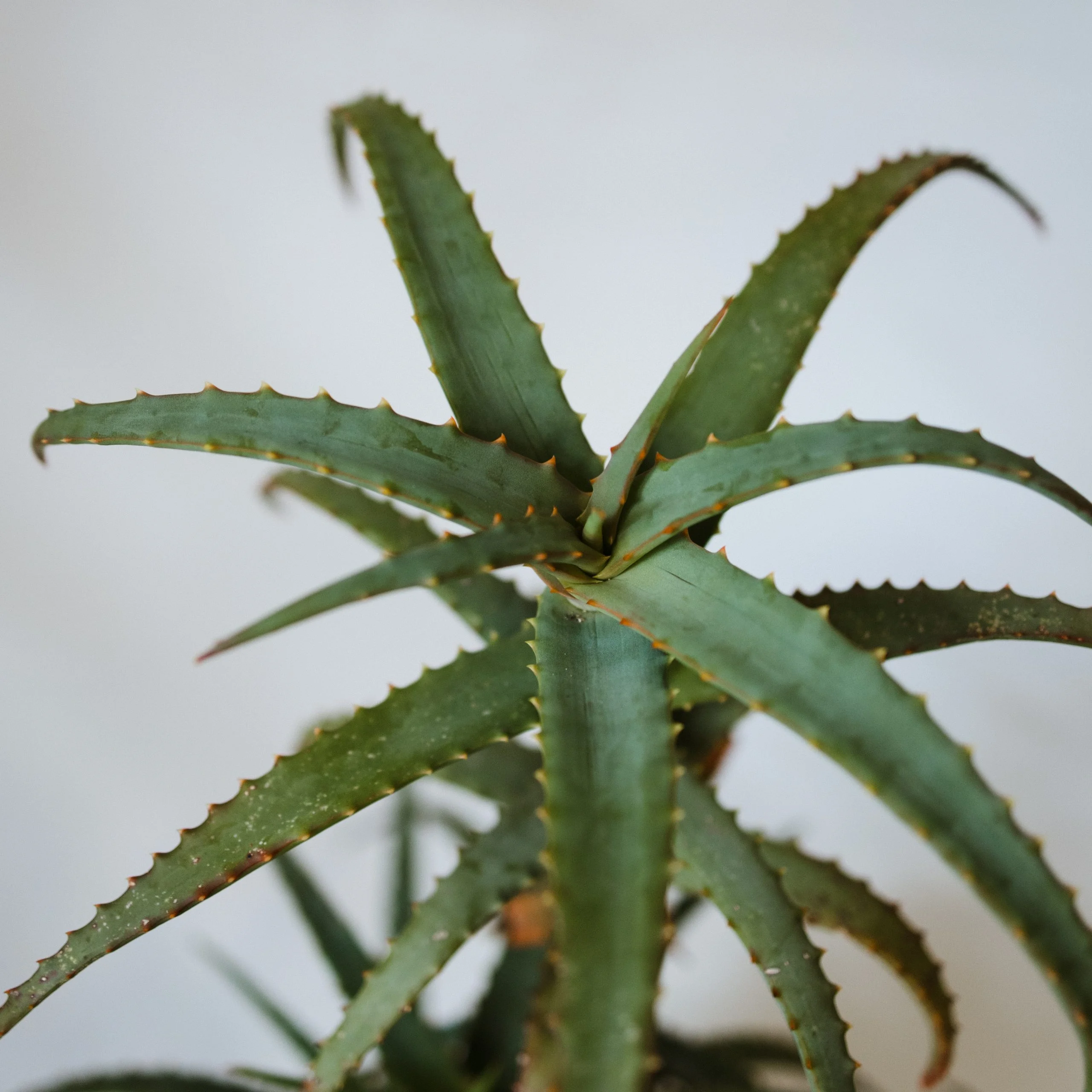 <em>Aloe arborescens</em> - Plant - Image 2