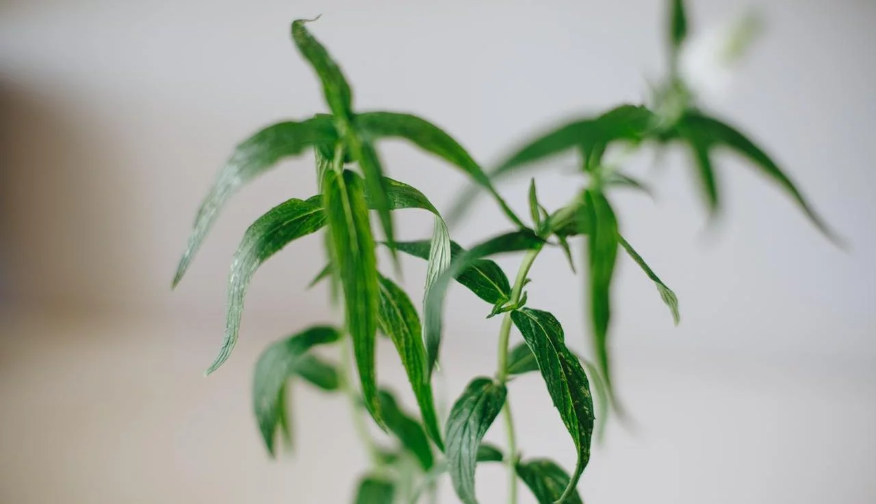<em>Mentha longifolia</em> - Plant - Image 8
