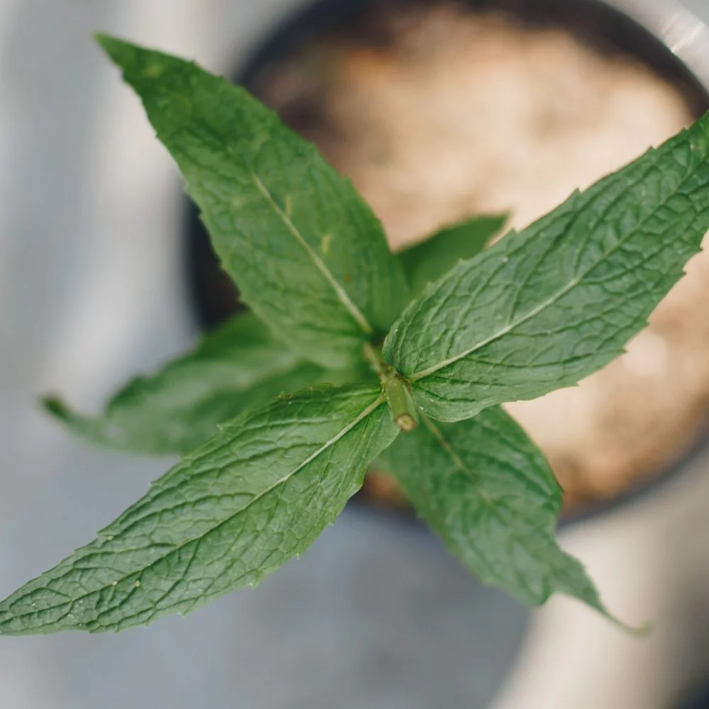 African mint - Menta longifolia