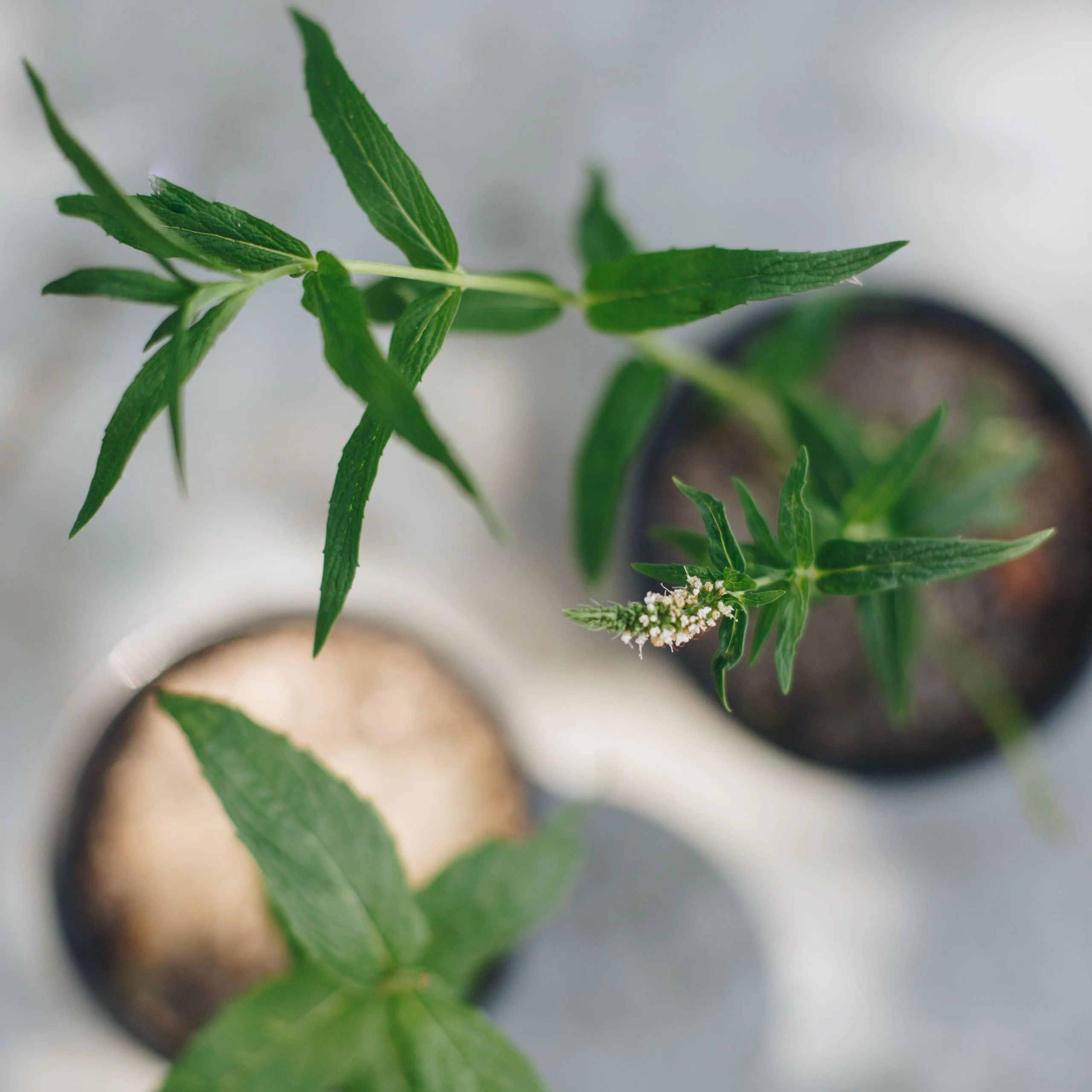 African mint - Menta longifolia