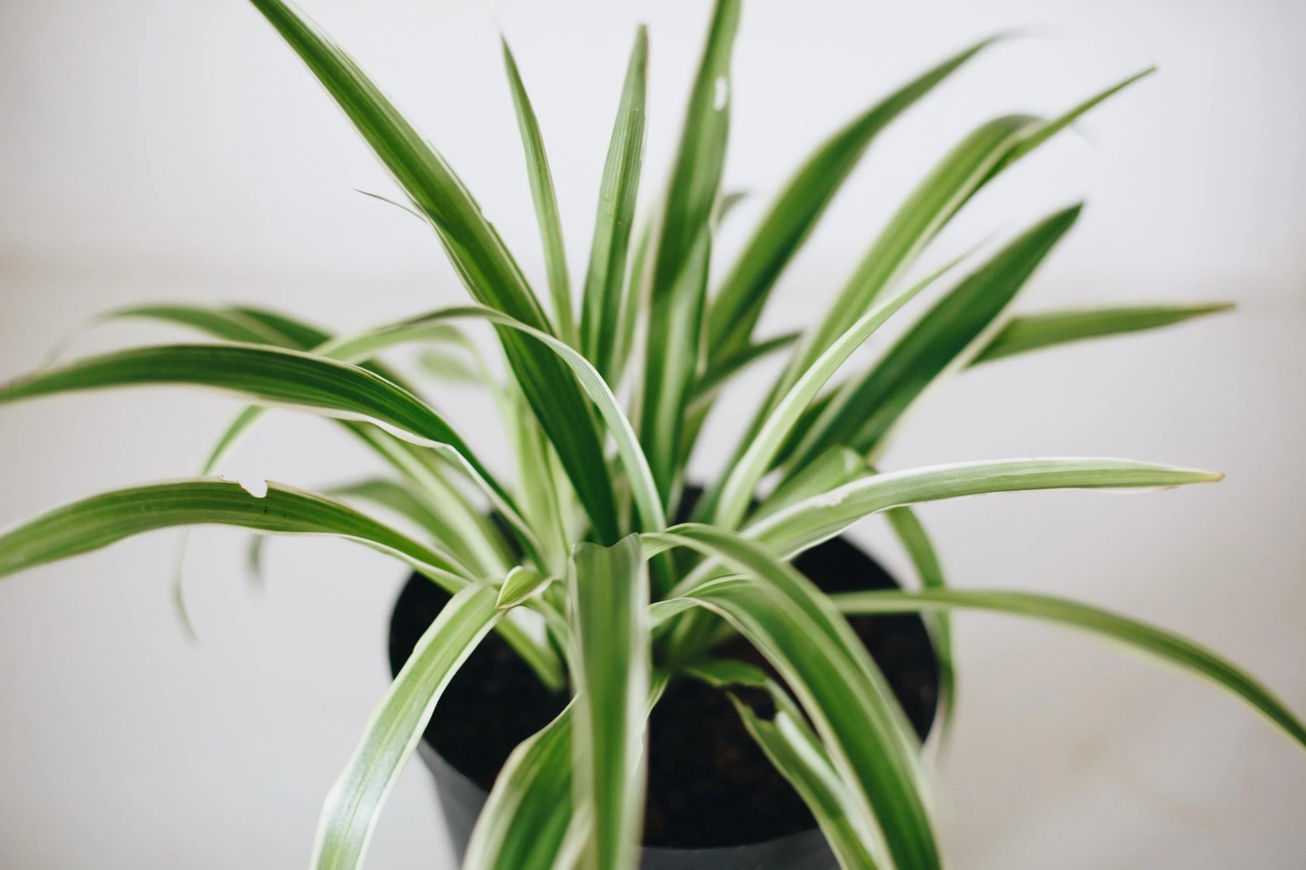 <em>Chlorophytum comosum</em> - Plant - Image 2