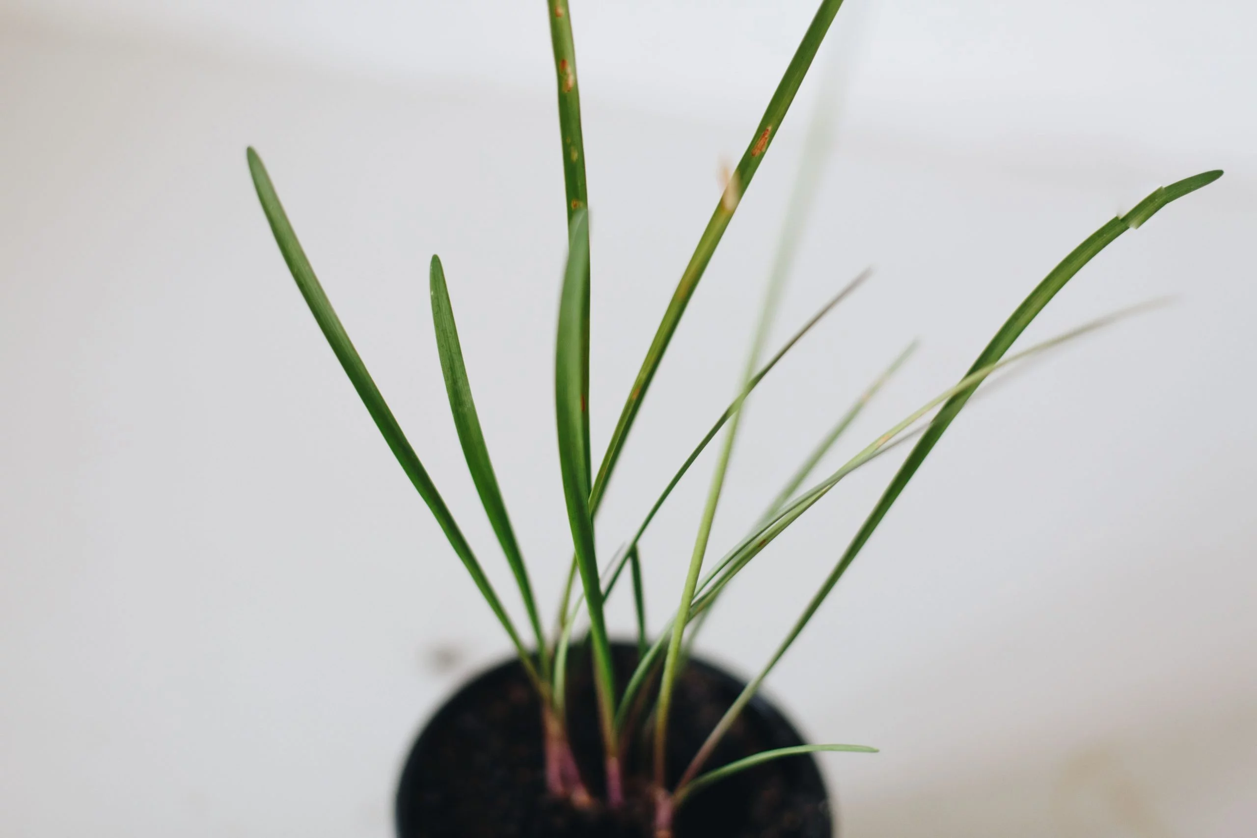 <em>Tulbaghia violacea</em> - Plant - Image 9