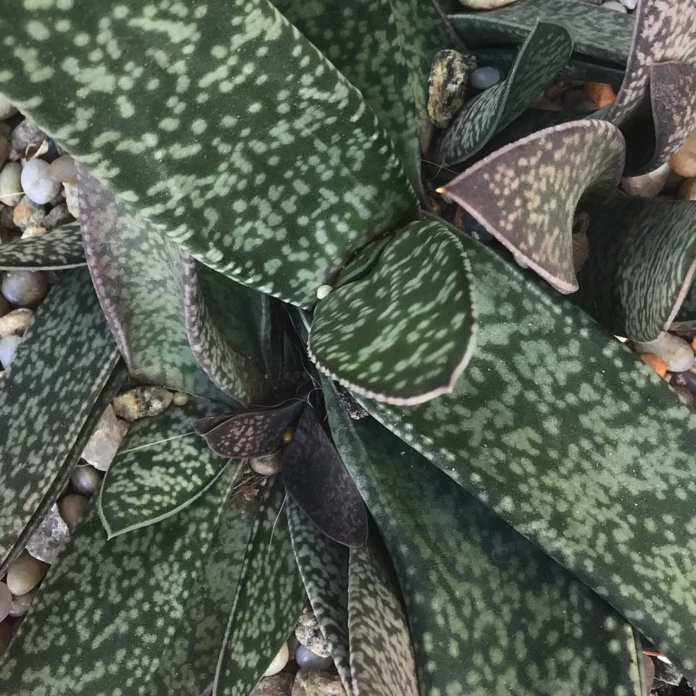 Ox-tongue - Gasteria bicolor