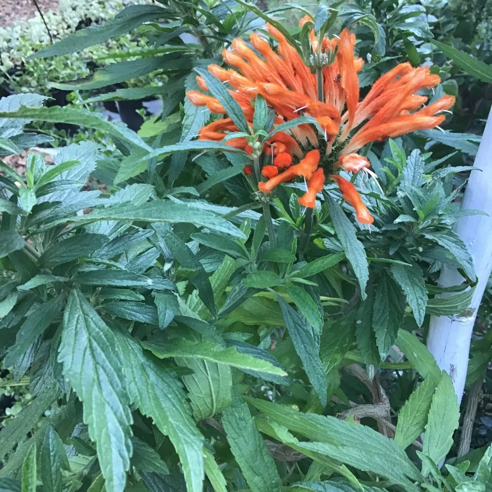 Wilde Dagga - Leonotis leonurus