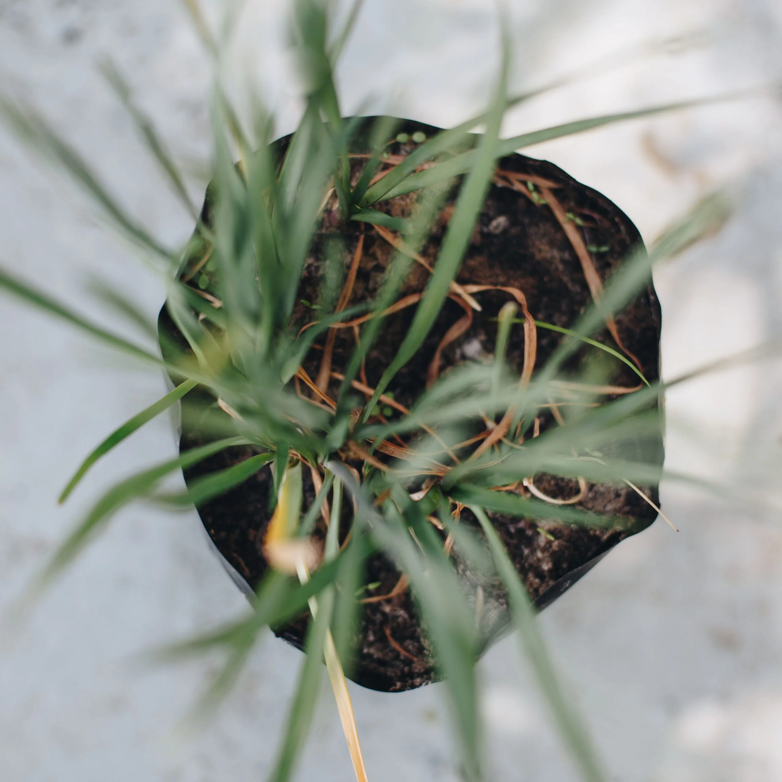<em>Tulbaghia violacea</em> - Plant - Image 8