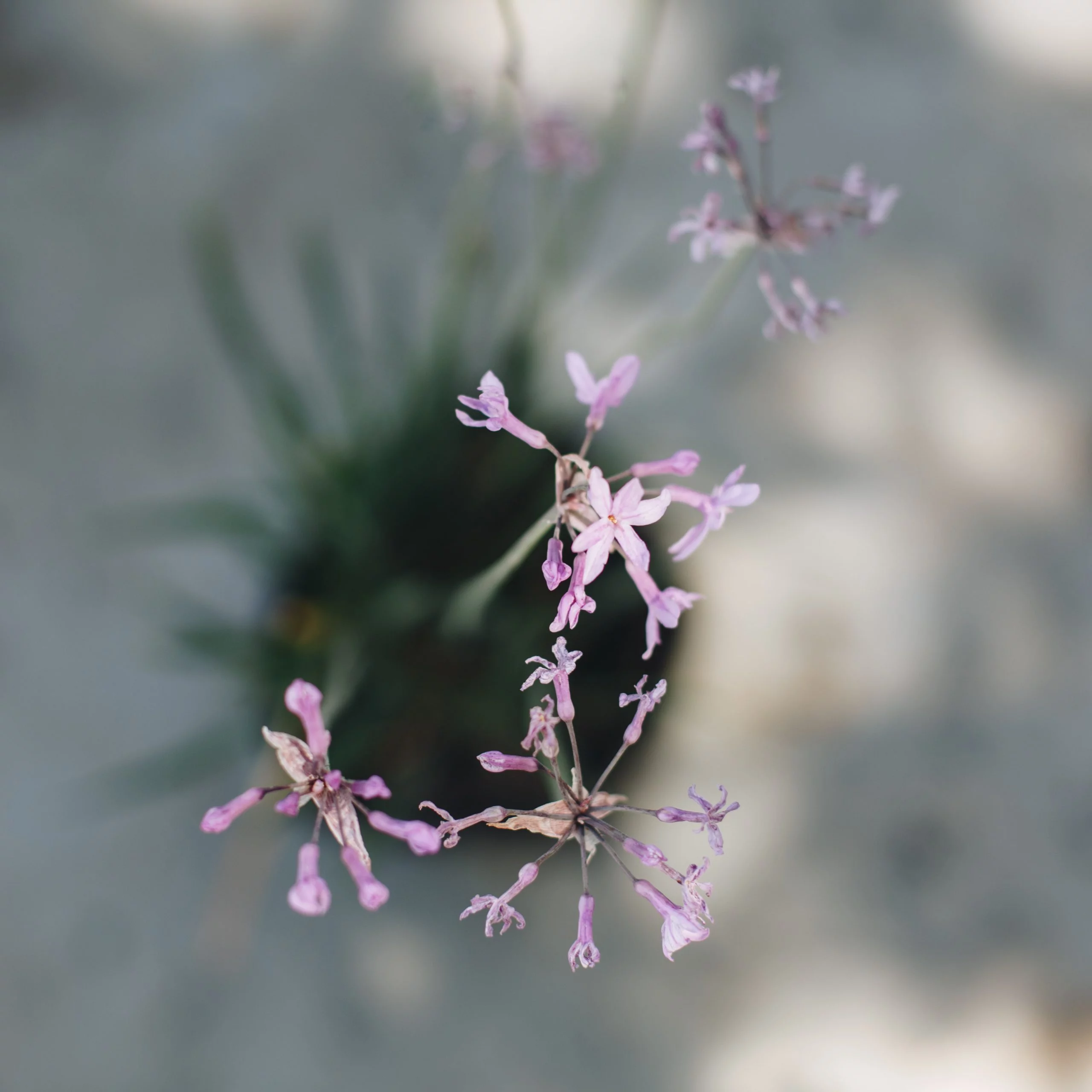 <em>Tulbaghia violacea</em> - Plant - Image 7