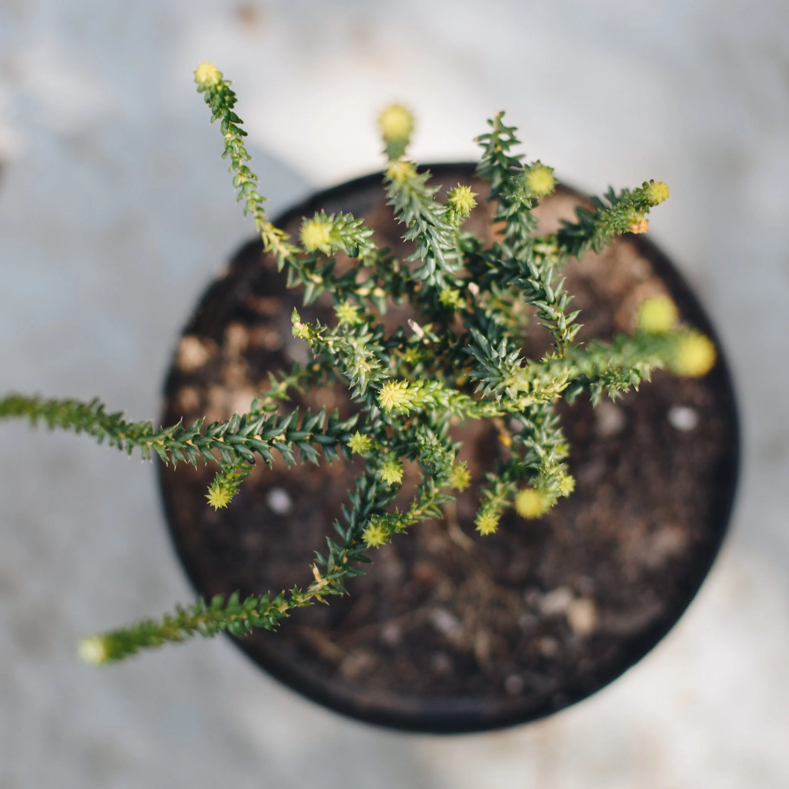 <em>Agathosma apiculata</em> - Plant - Image 5