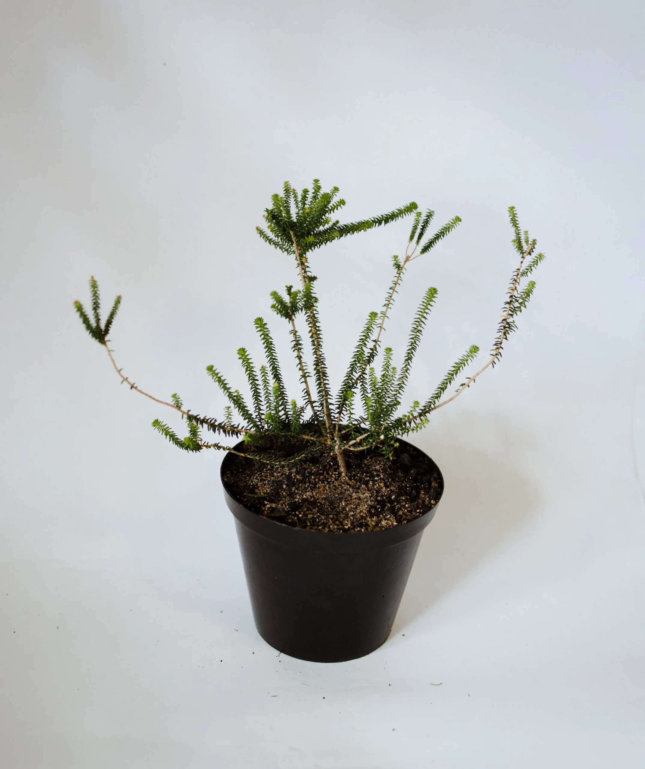 <em>Agathosma apiculata</em> - Plant - Image 3