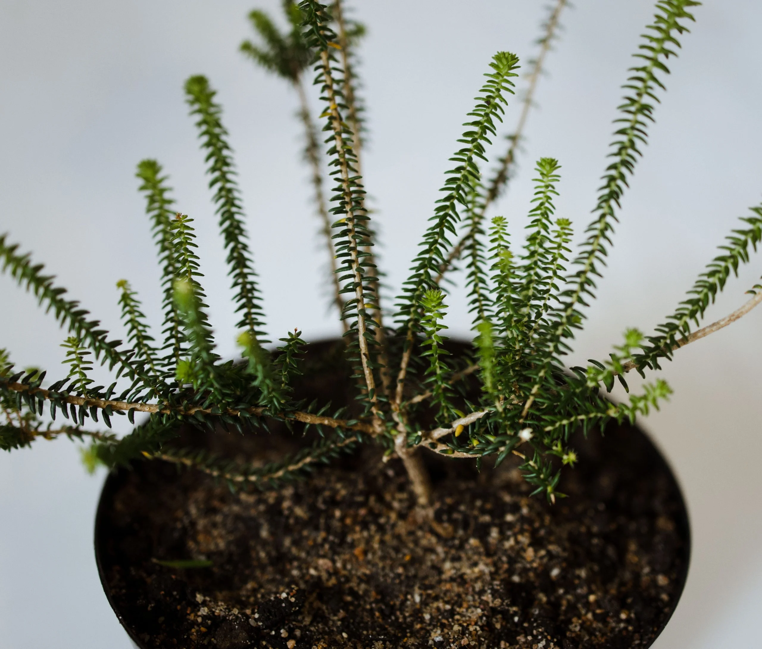 <em>Agathosma apiculata</em> - Plant