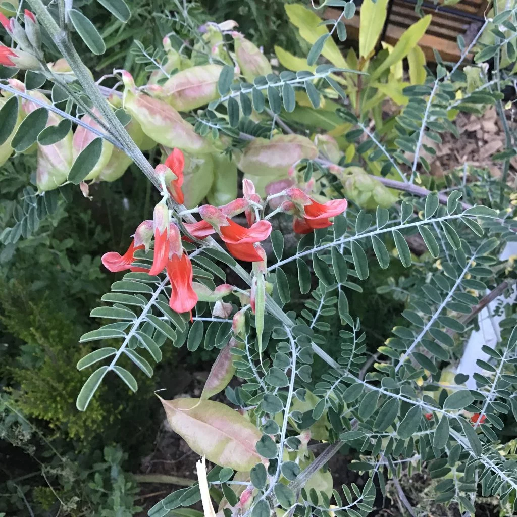 Lessertia frutescens - HAPPY BY NATURE