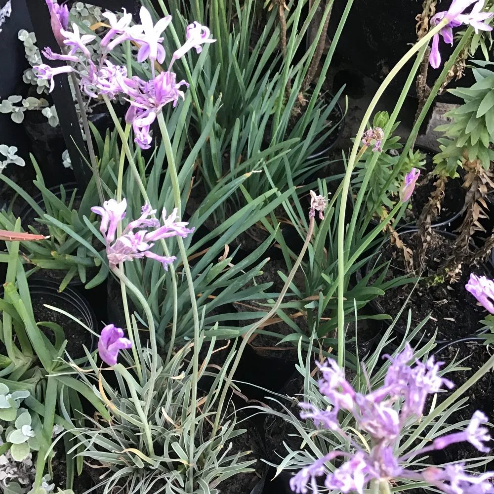 Wild Garlic - Tulbaghia violacea