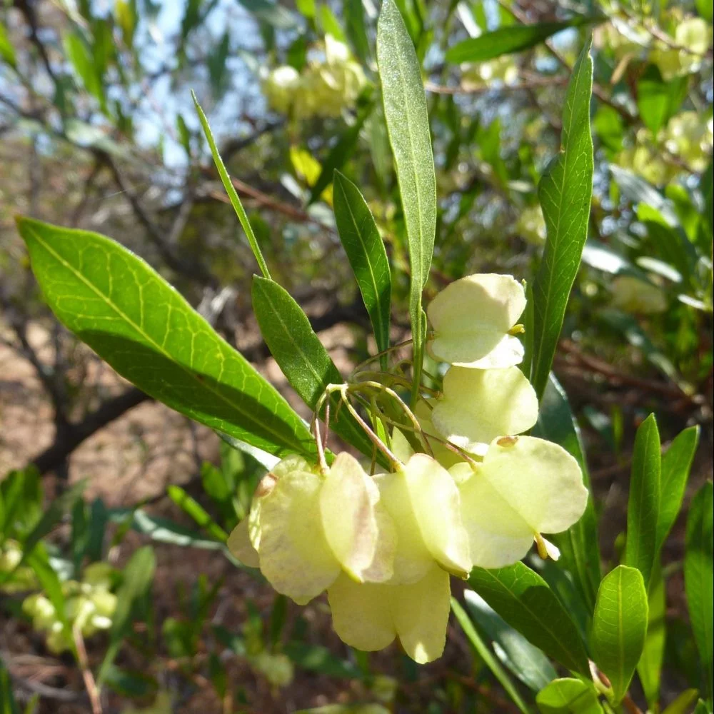 Dodonaea viscosa var. angustifolia