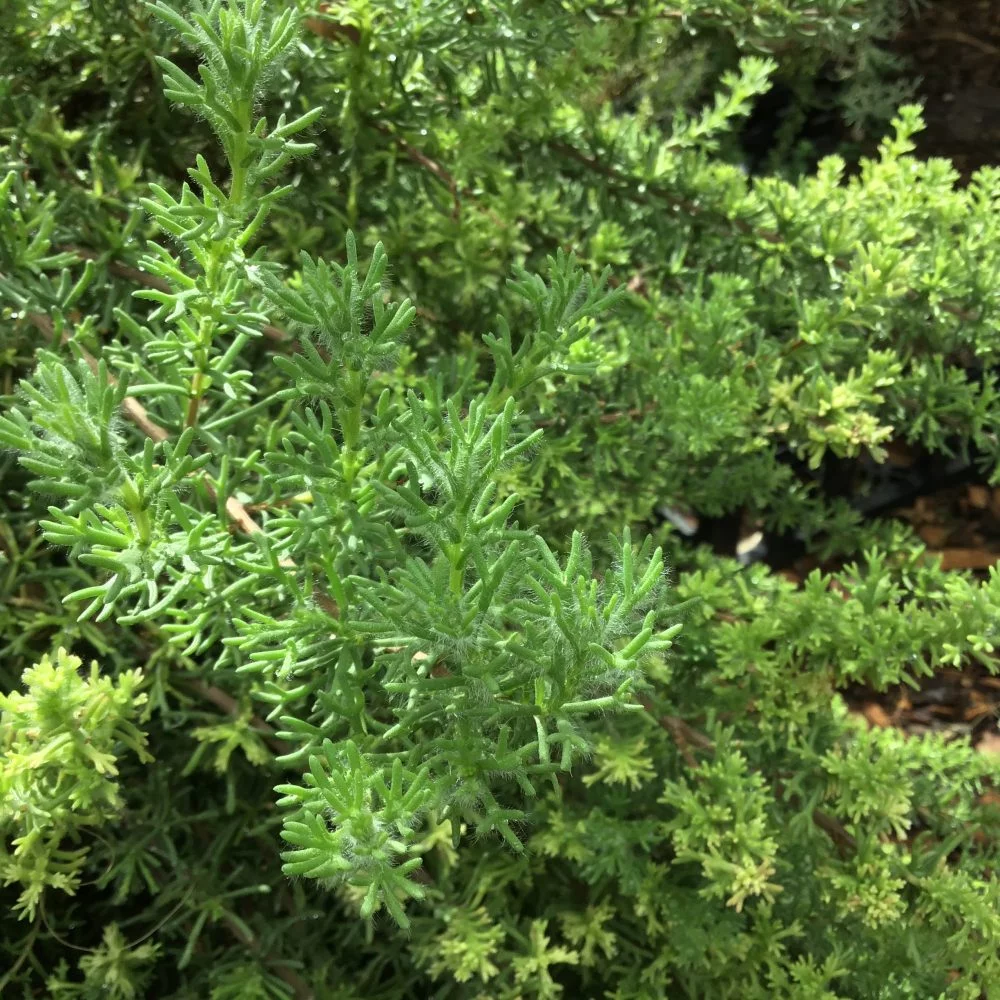 <em>Eriocephalus africanus</em> - Plant - Image 5