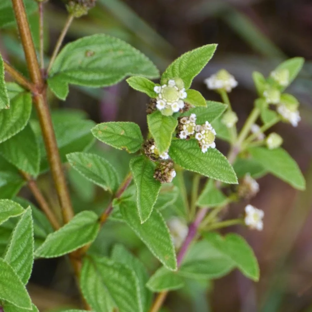 Lemon Bush - Lippia javanica