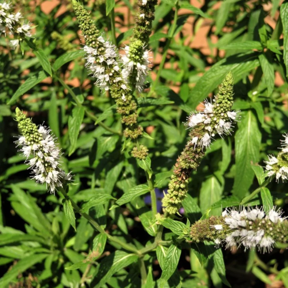 Wild Mint - Mentha longifolia