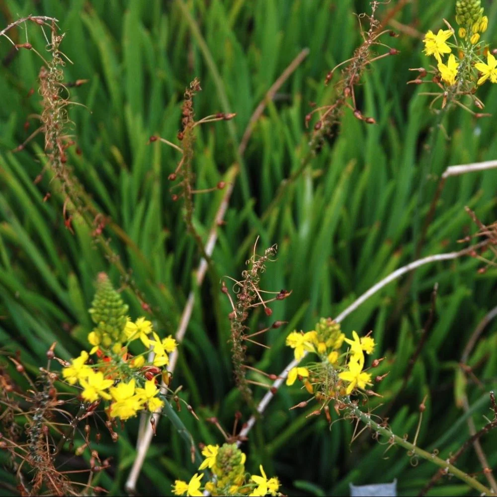 Bulbine - Bulbine frutescens