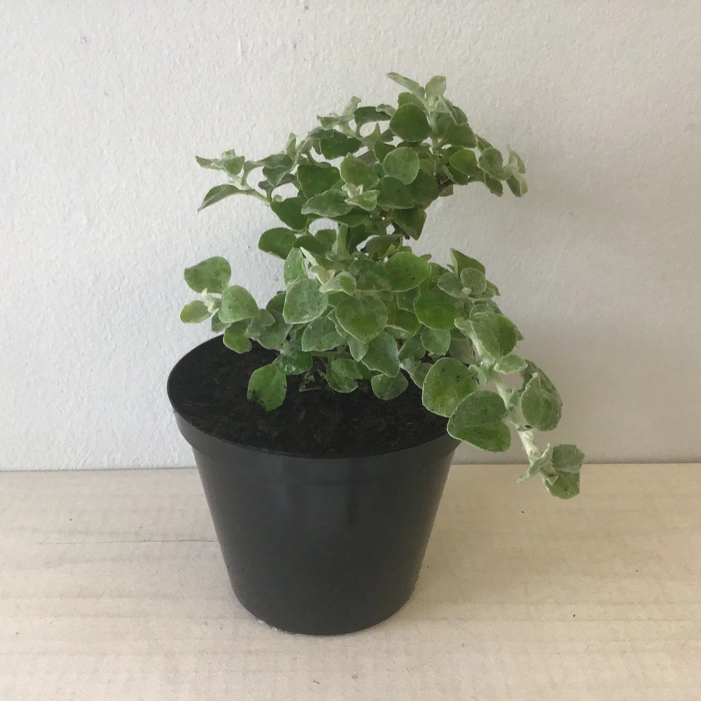 <em>Helichrysum petiolare</em> - Plant - Image 2