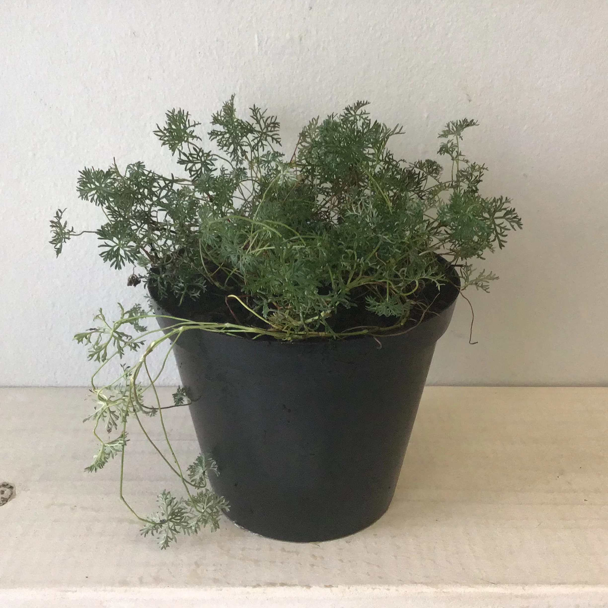 <em>Geranium incanum</em> - Plant