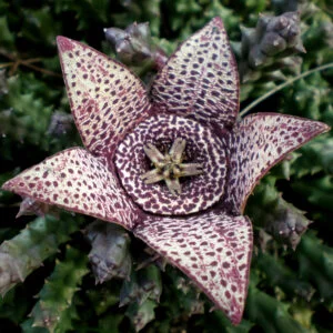 Orbea variegata - HAPPY BY NATURE