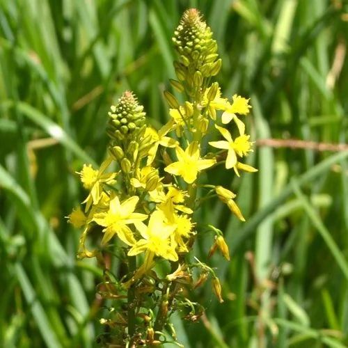 HERBAL FIRST-AID: INDIGENOUS REMEDIES FOR COMMON AILMENTS - Saturday, 23 November