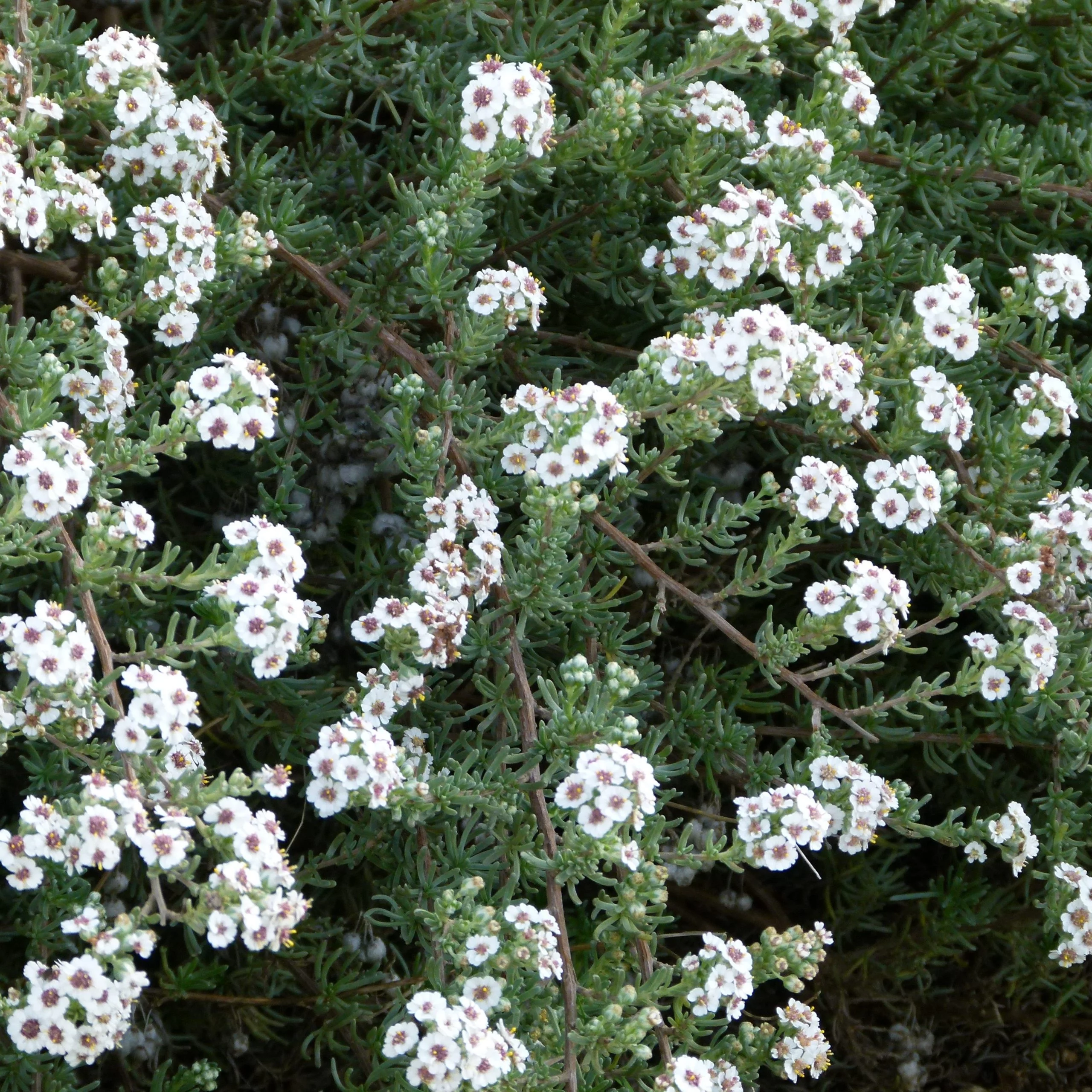 HERBAL FIRST-AID: INDIGENOUS REMEDIES FOR COMMON AILMENTS - Saturday, 23 November