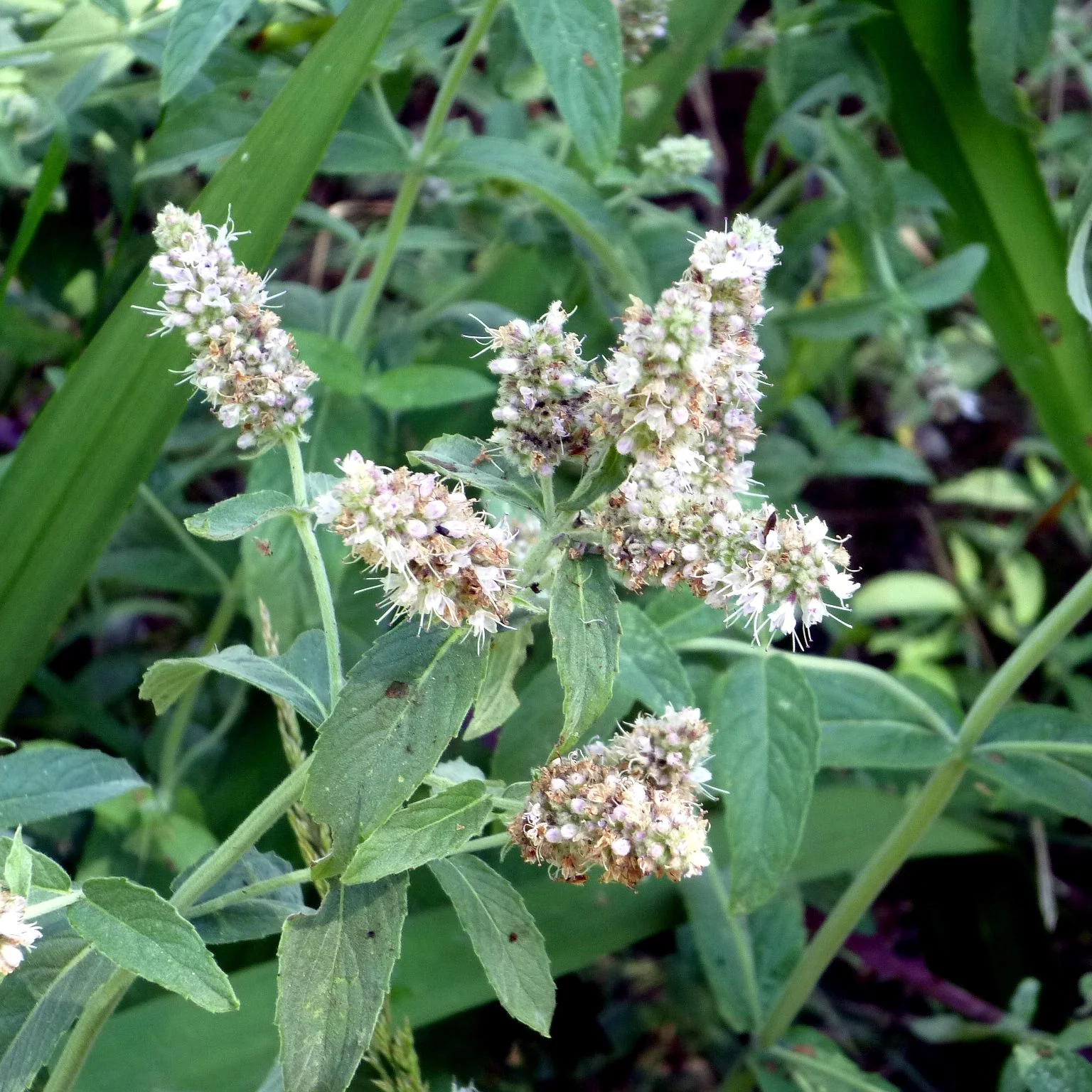 HERBAL FIRST-AID: INDIGENOUS REMEDIES FOR COMMON AILMENTS - Saturday, 23 November