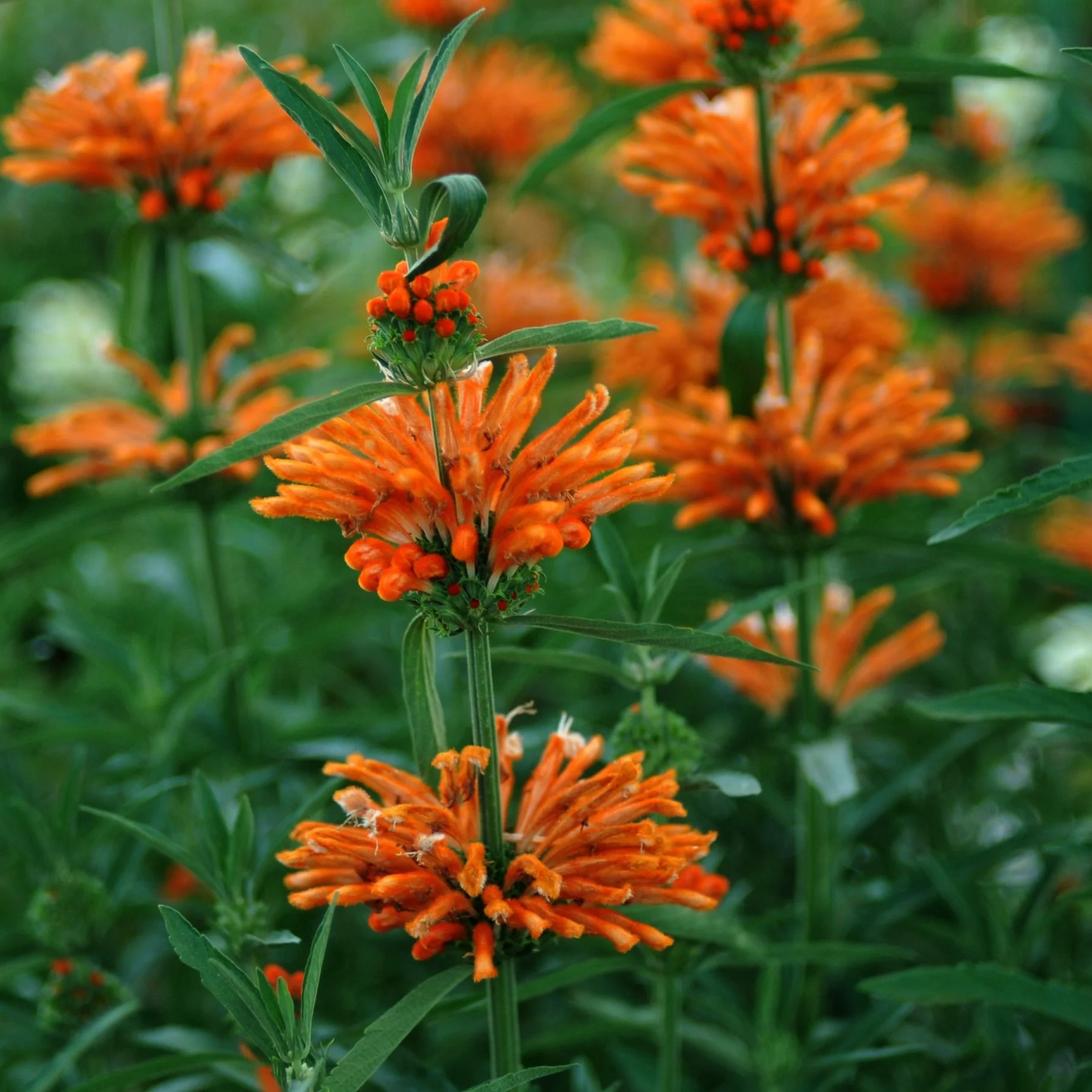 HERBAL FIRST-AID: INDIGENOUS REMEDIES FOR COMMON AILMENTS - Saturday, 23 November