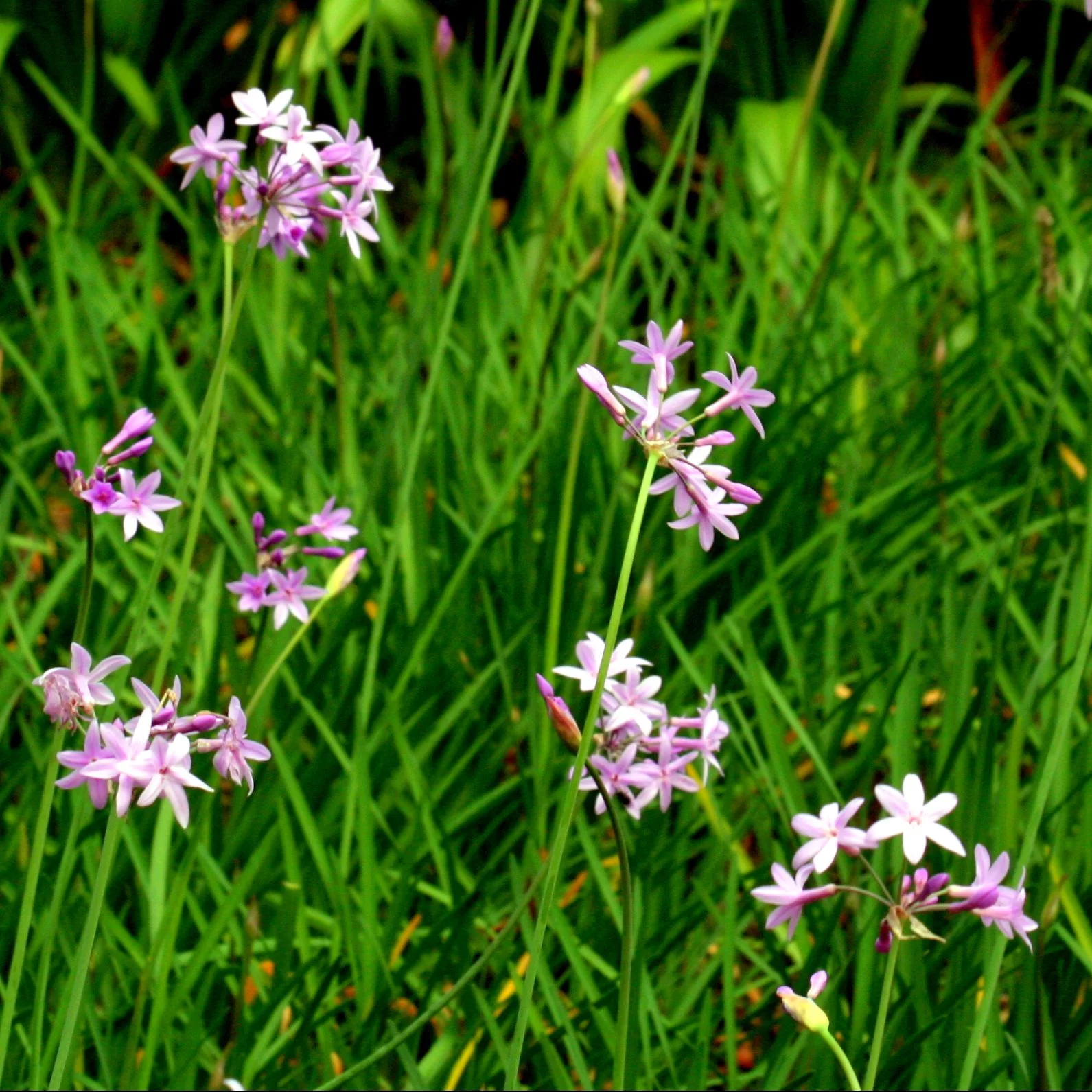 HERBAL FIRST-AID: INDIGENOUS REMEDIES FOR COMMON AILMENTS - Saturday, 23 November