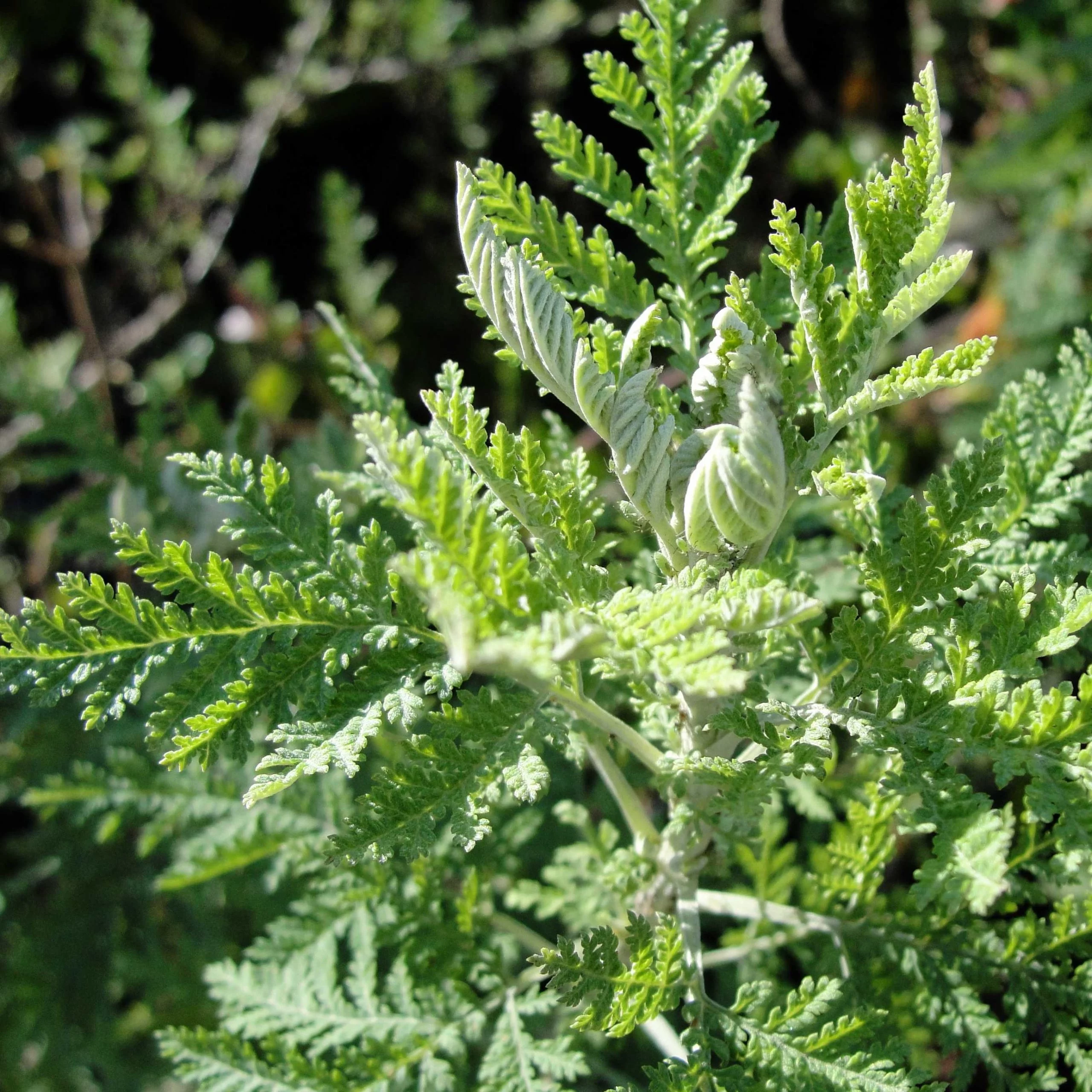 African Wormwood - Artemisia afra