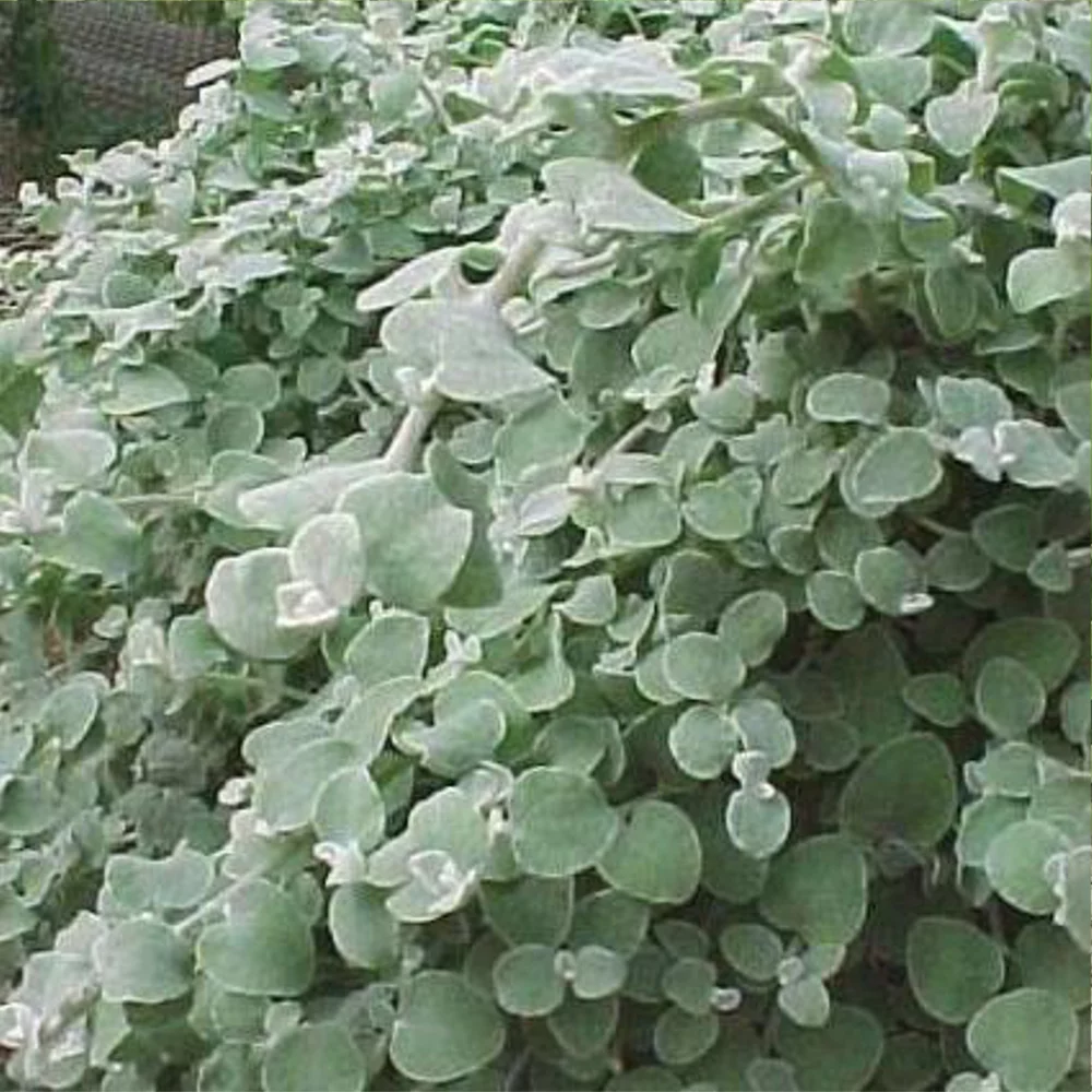HERBAL FIRST-AID: INDIGENOUS REMEDIES FOR COMMON AILMENTS - Saturday, 23 November