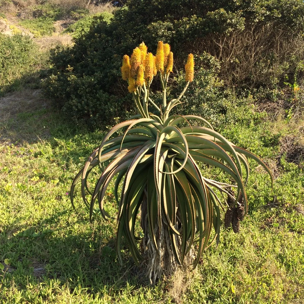 aloe spray Aloe Vera After Sun Continuous Spray