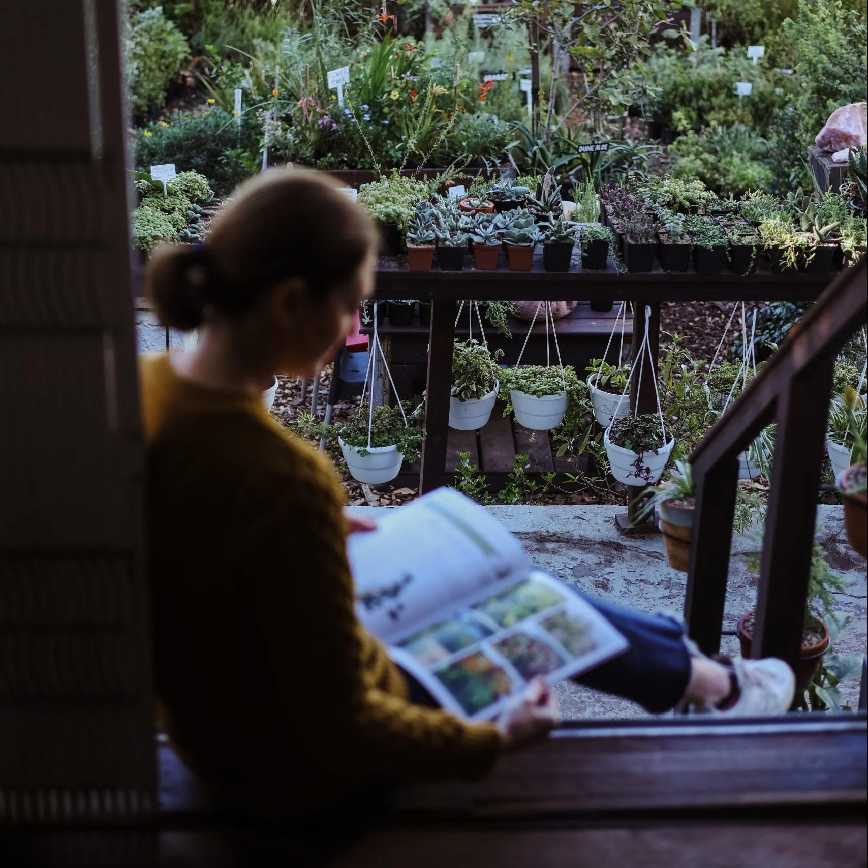CAPE WILD FOODS: A Growers Guide - Image 4