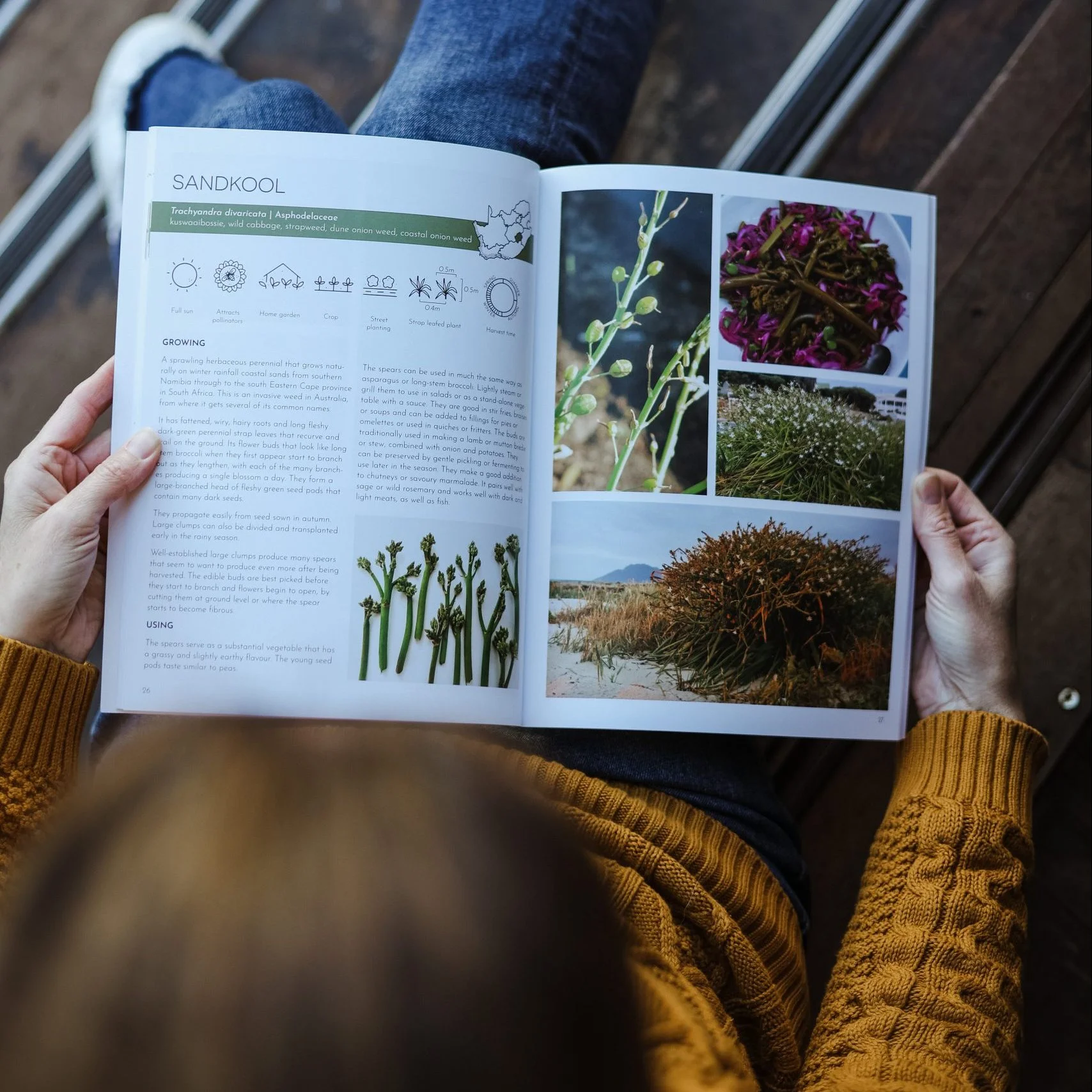 CAPE WILD FOODS: A Growers Guide - Image 3