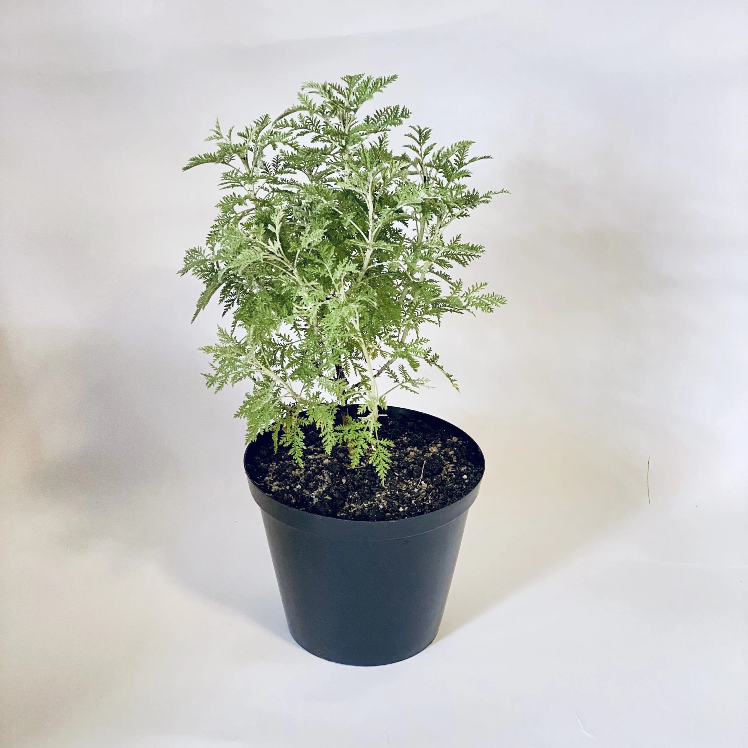 <em>Artemisia afra</em> - Plant
