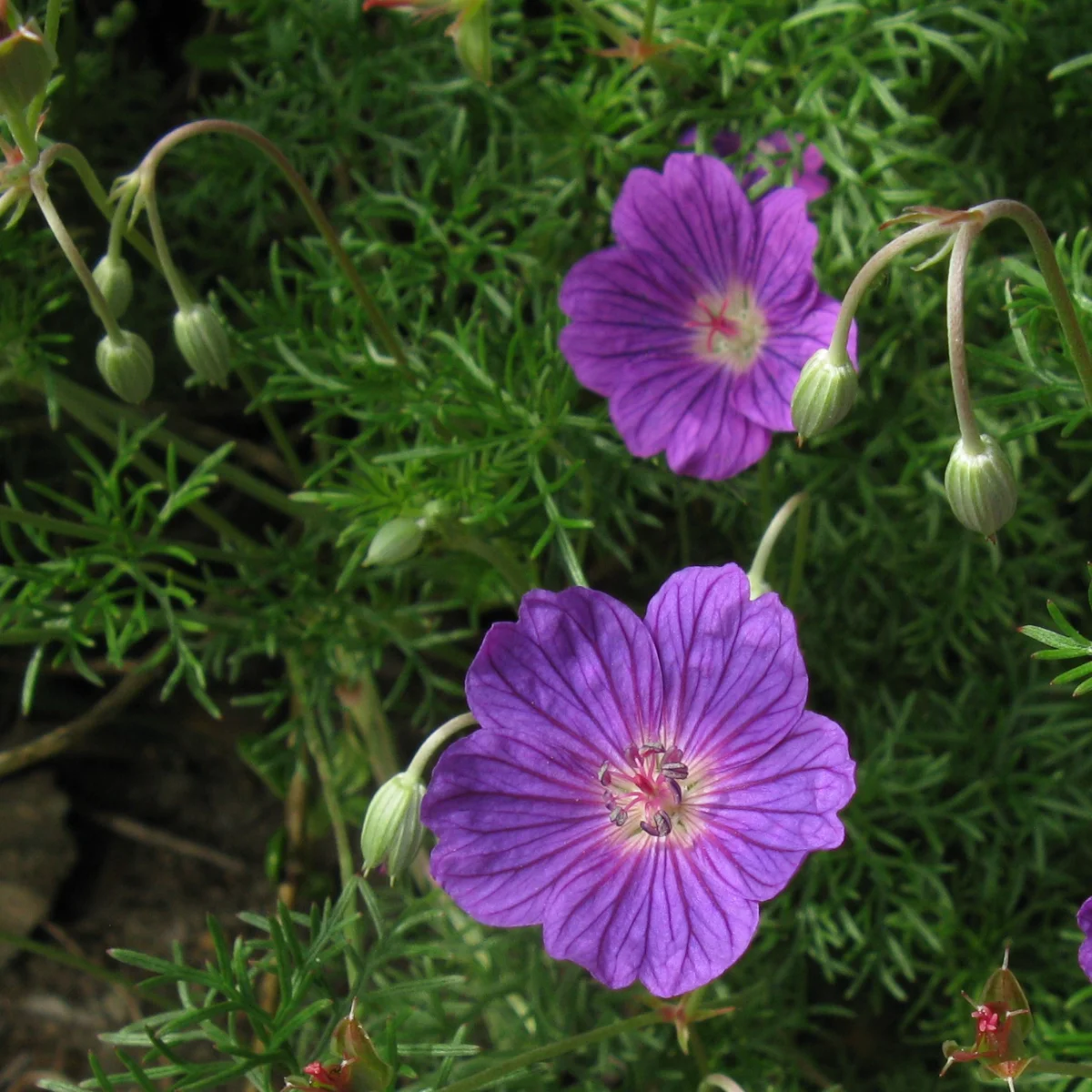 <em>Geranium incanum</em> - Plant - Image 3