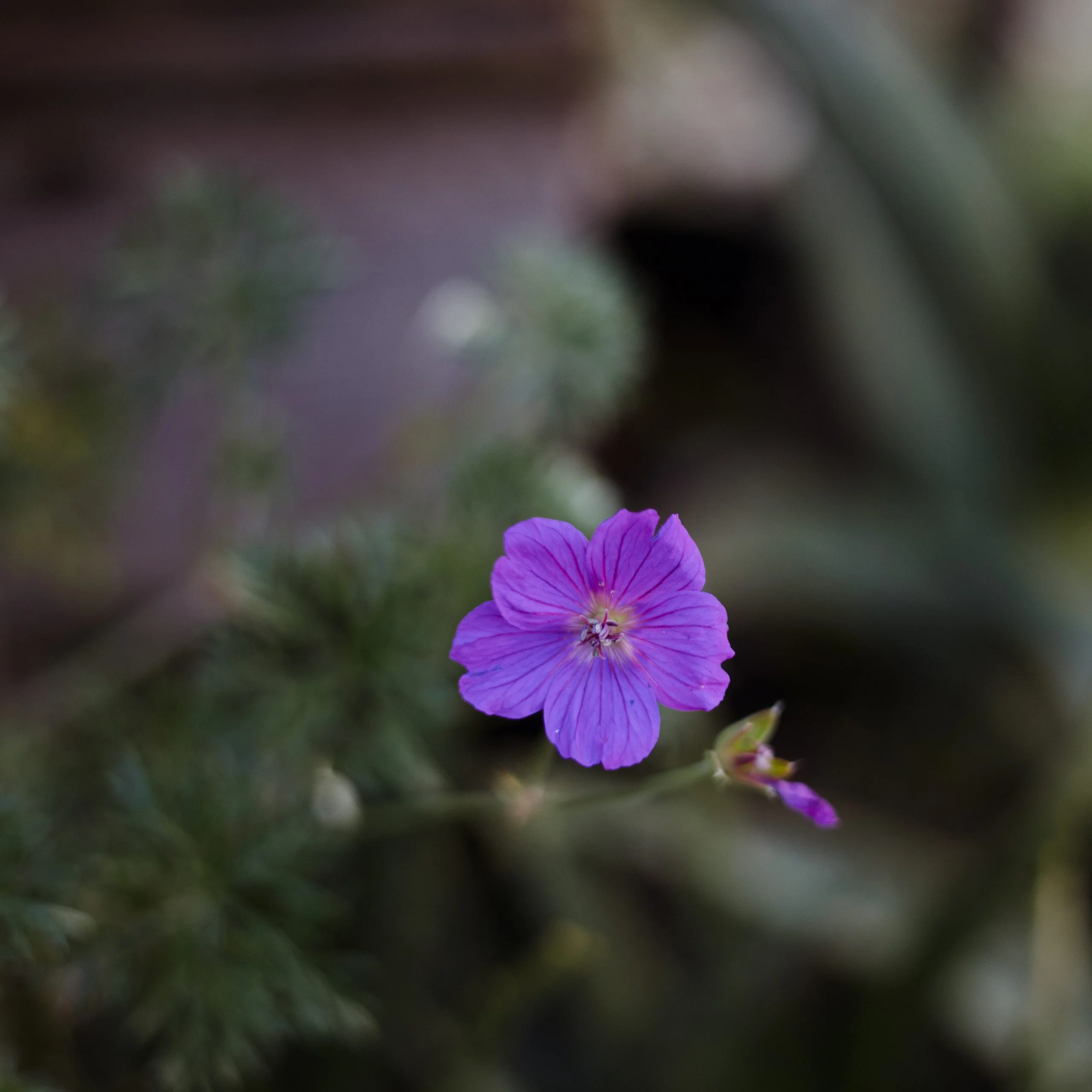 <em>Geranium incanum</em> - Plant - Image 4