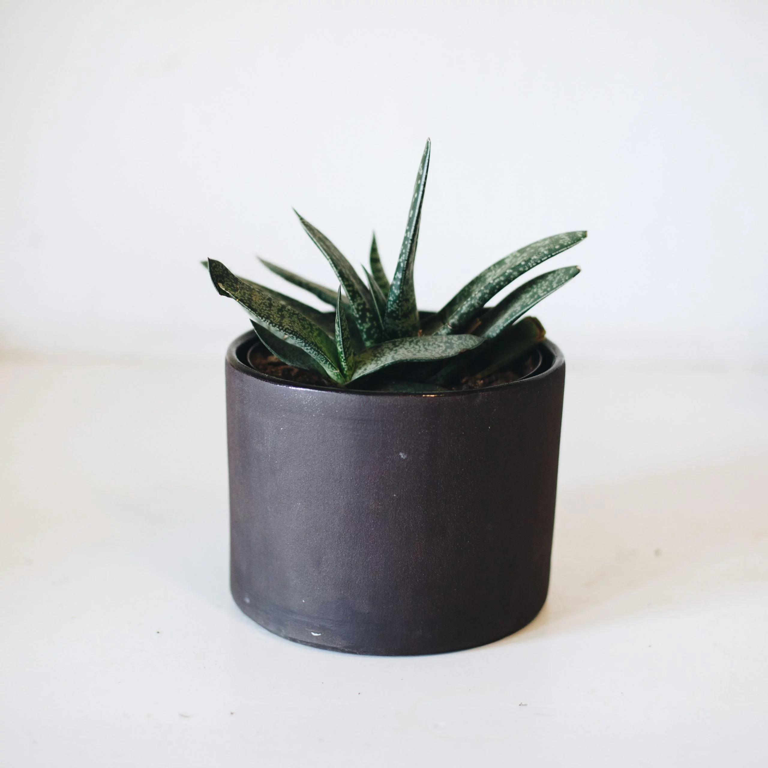 <em>Gasteria bicolor</em> - Plant - Image 6