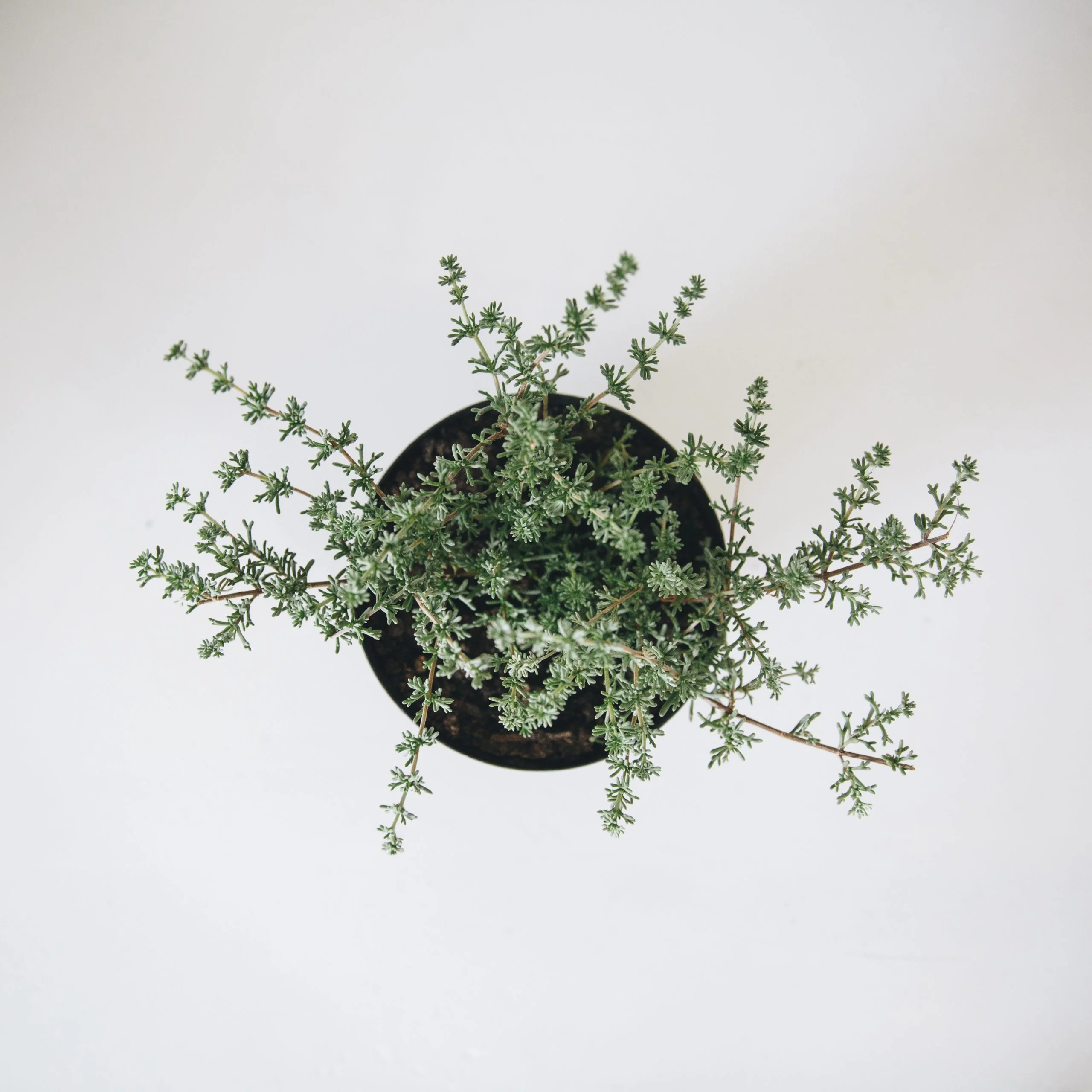 <em>Eriocephalus africanus</em> - Plant - Image 2