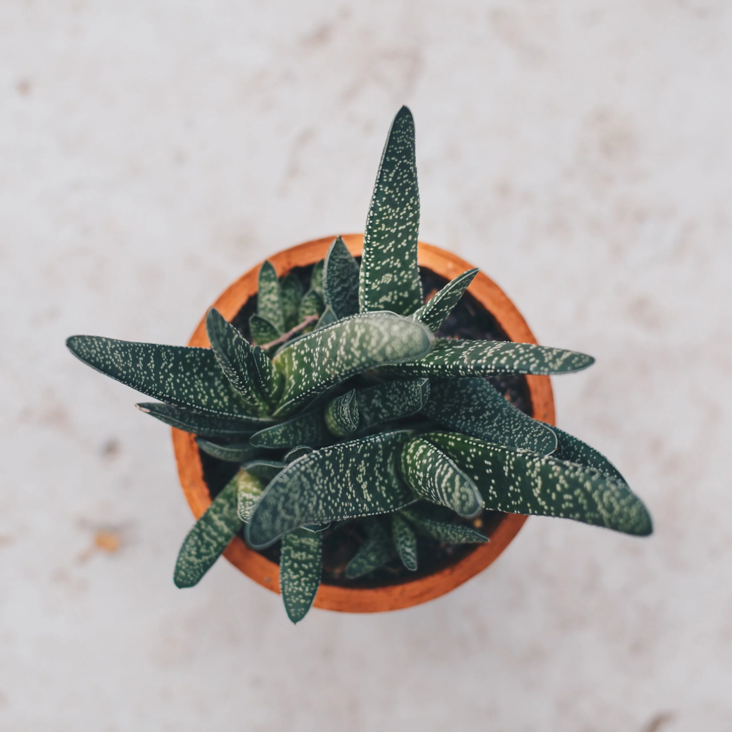 <em>Gasteria bicolor</em> - Plant - Image 7