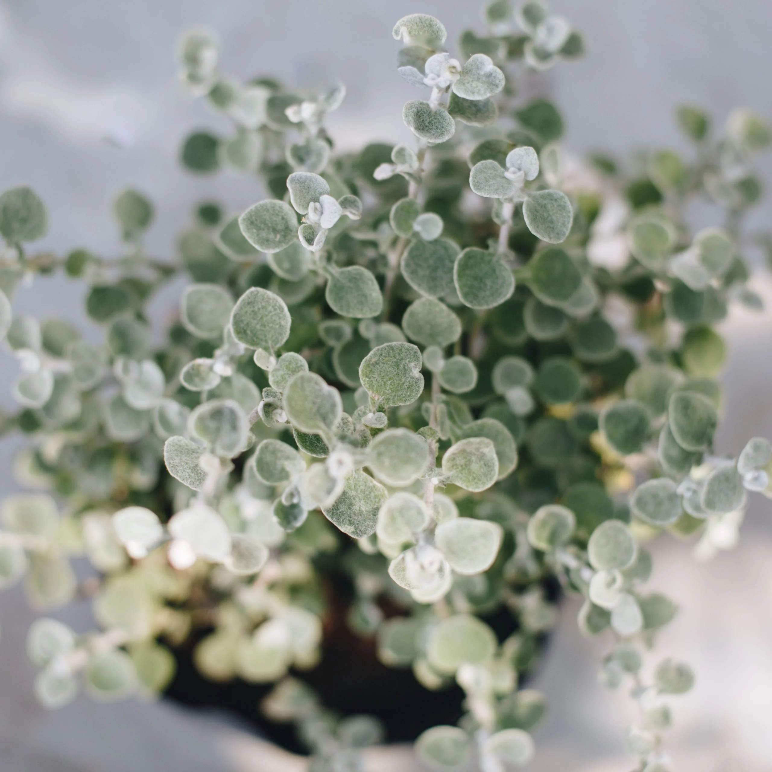 <em>Helichrysum petiolare</em> - Plant