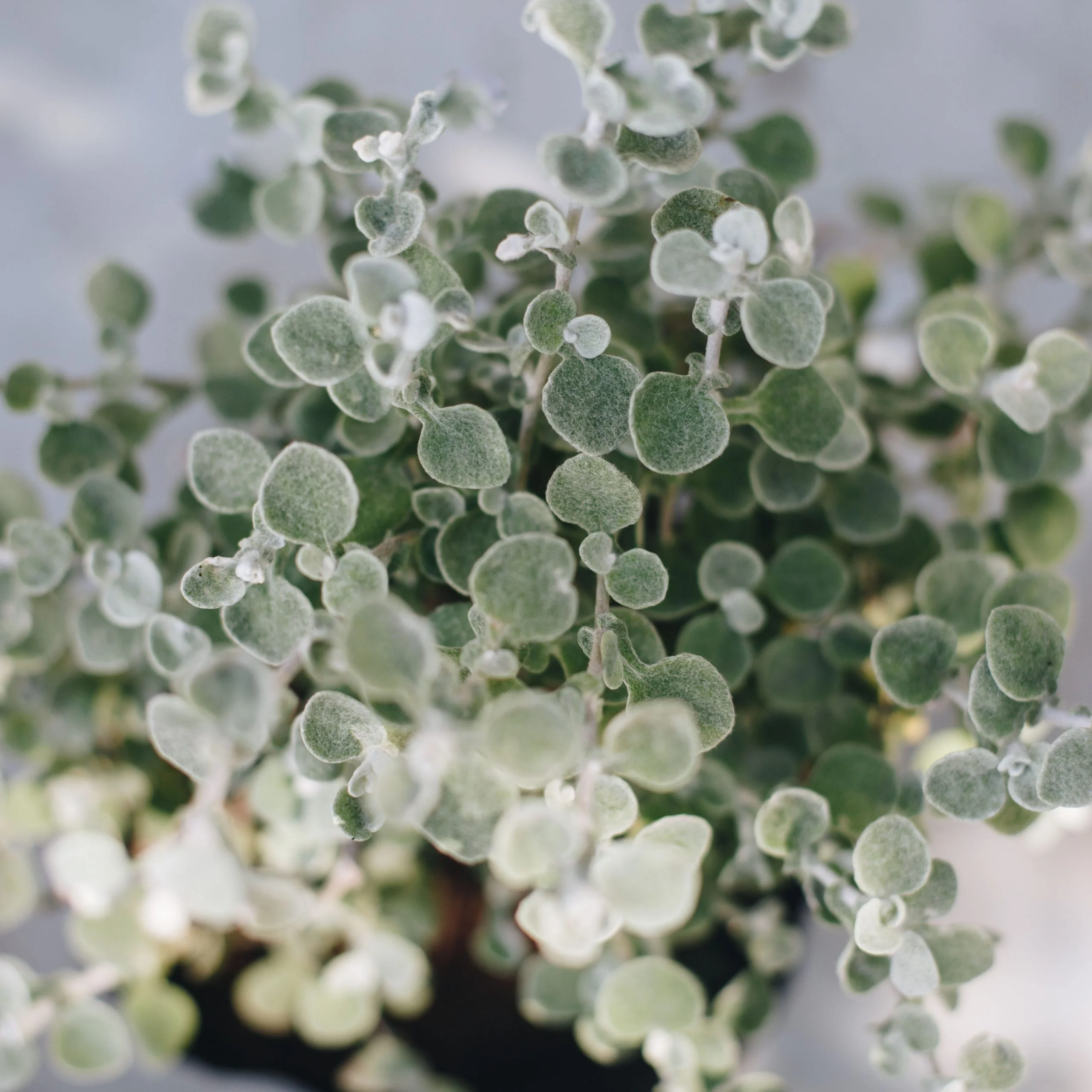 <em>Helichrysum petiolare</em> - Plant - Image 4