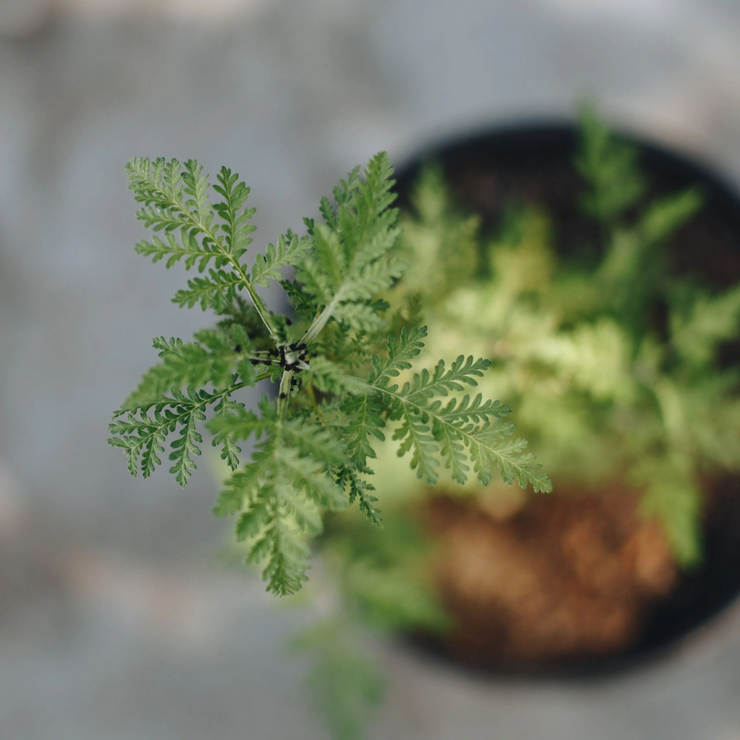 <em>Artemisia afra</em> - Plant - Image 2
