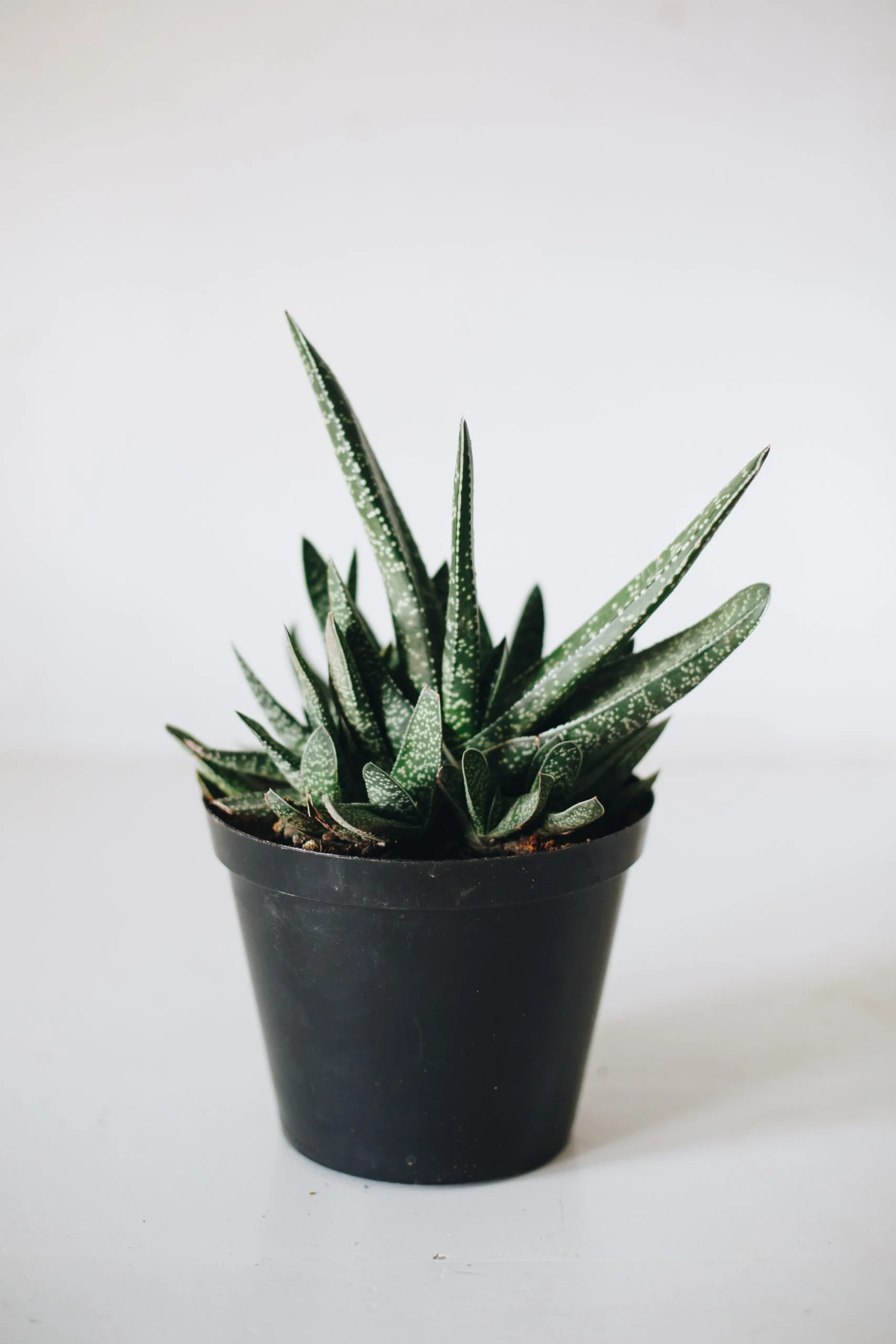 <em>Gasteria bicolor</em> - Plant - Image 5