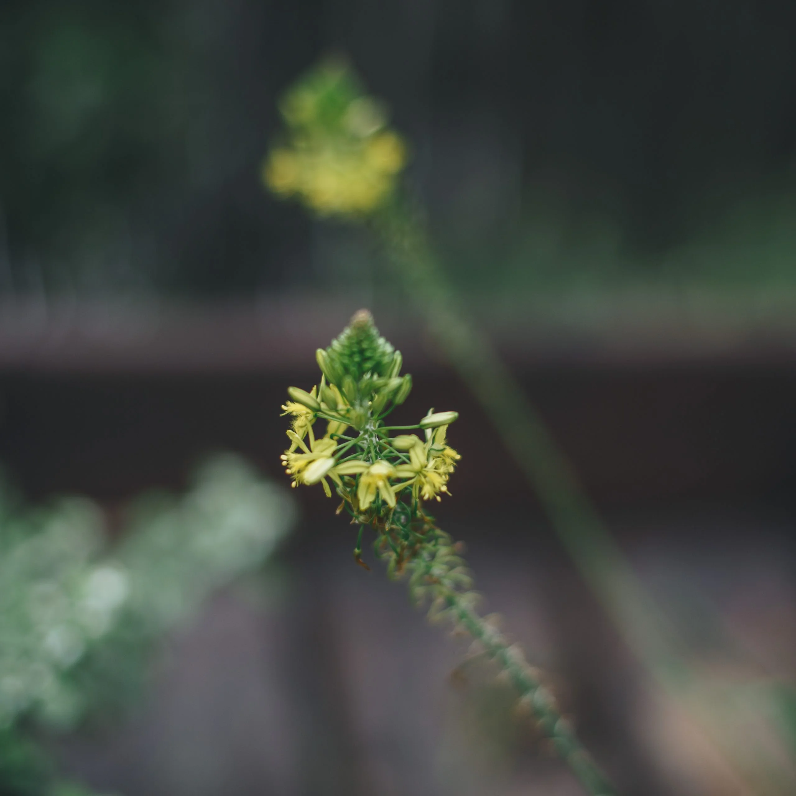 <em>Bulbine frutescens</em> - Plant - Image 3
