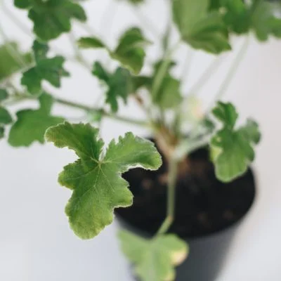 <em>Pelargonium tomentosum</em> - Plant