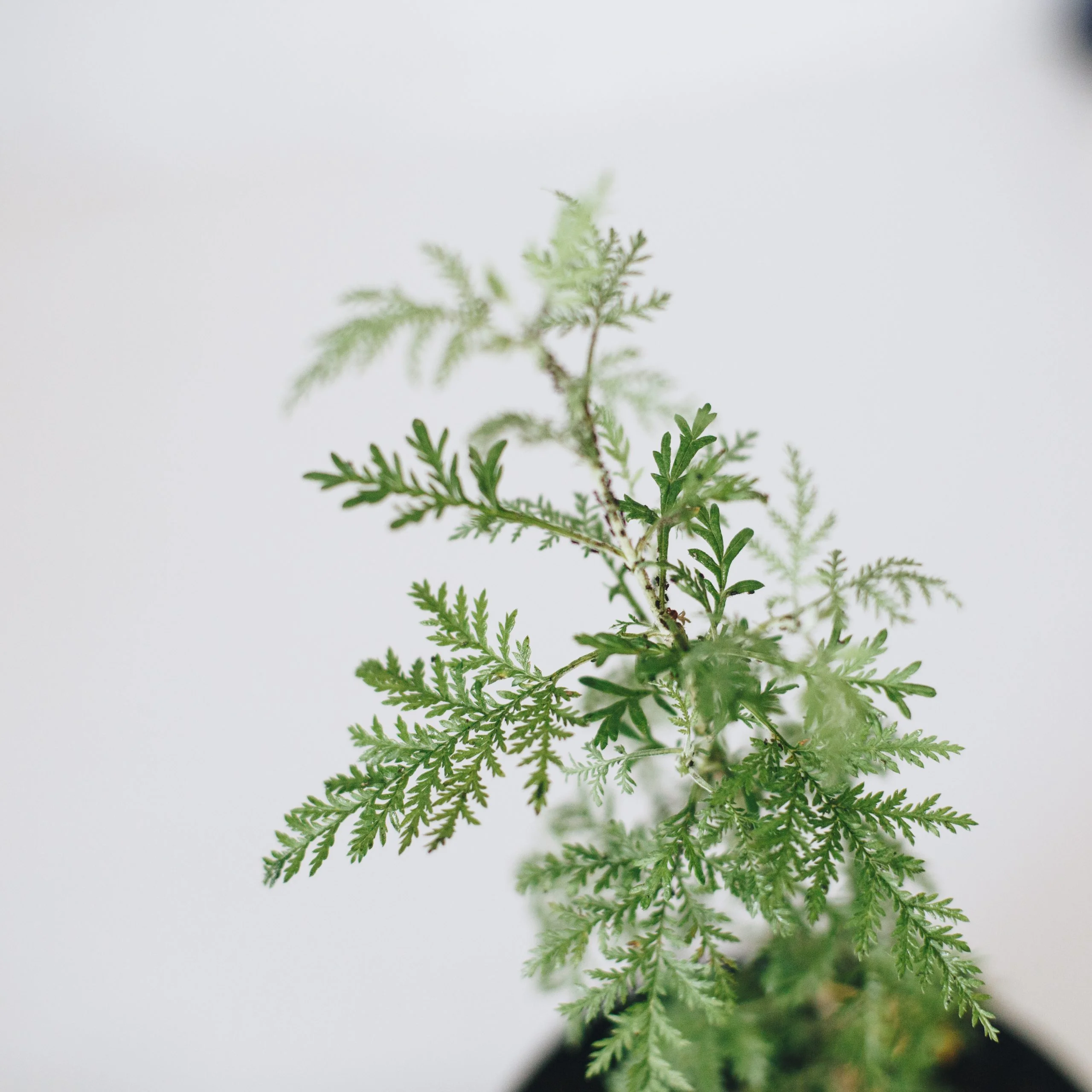 <em>Artemisia afra</em> - Plant - Image 3
