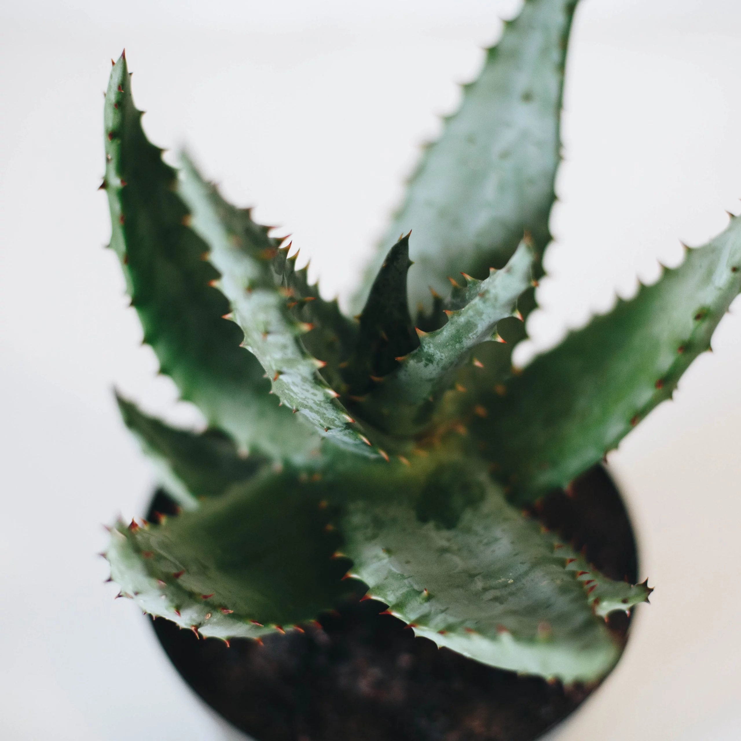 Aloe ferox - Plant - HAPPY BY NATURE