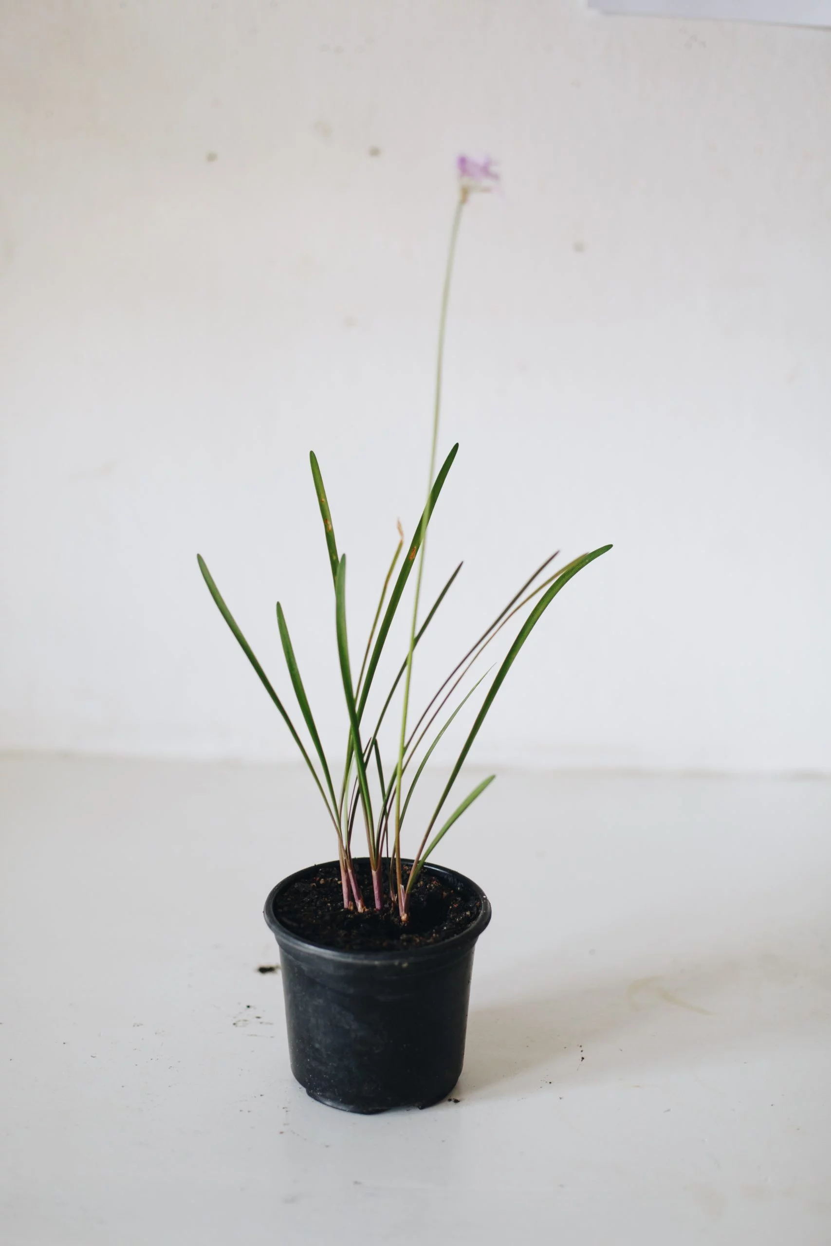 <em>Tulbaghia violacea</em> - Plant - Image 3